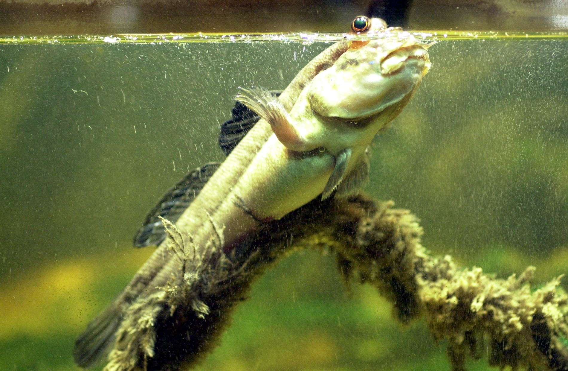 periophthalmus_sp2md