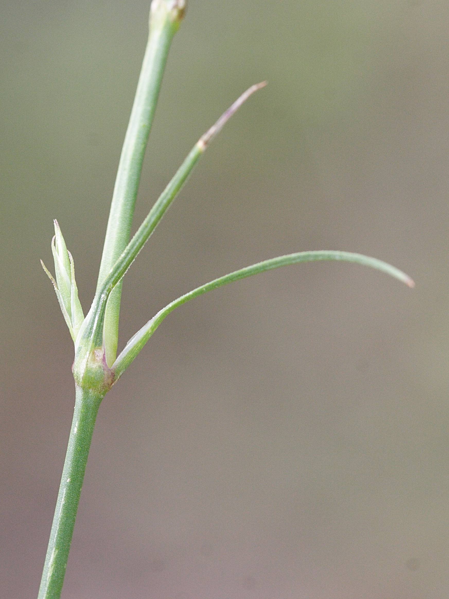 petrorhagia_dubia2md