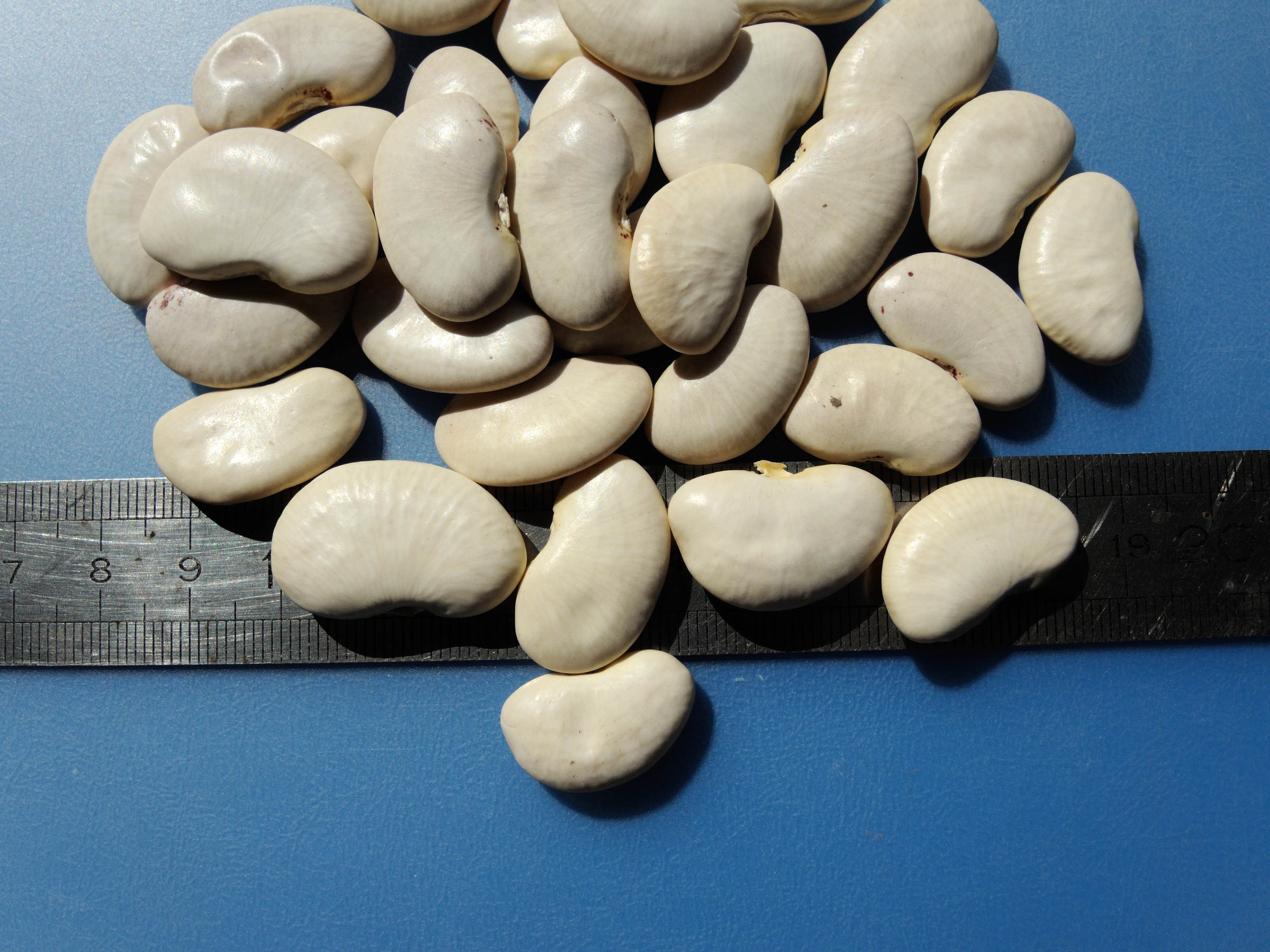 phaseolus_lunatus2md