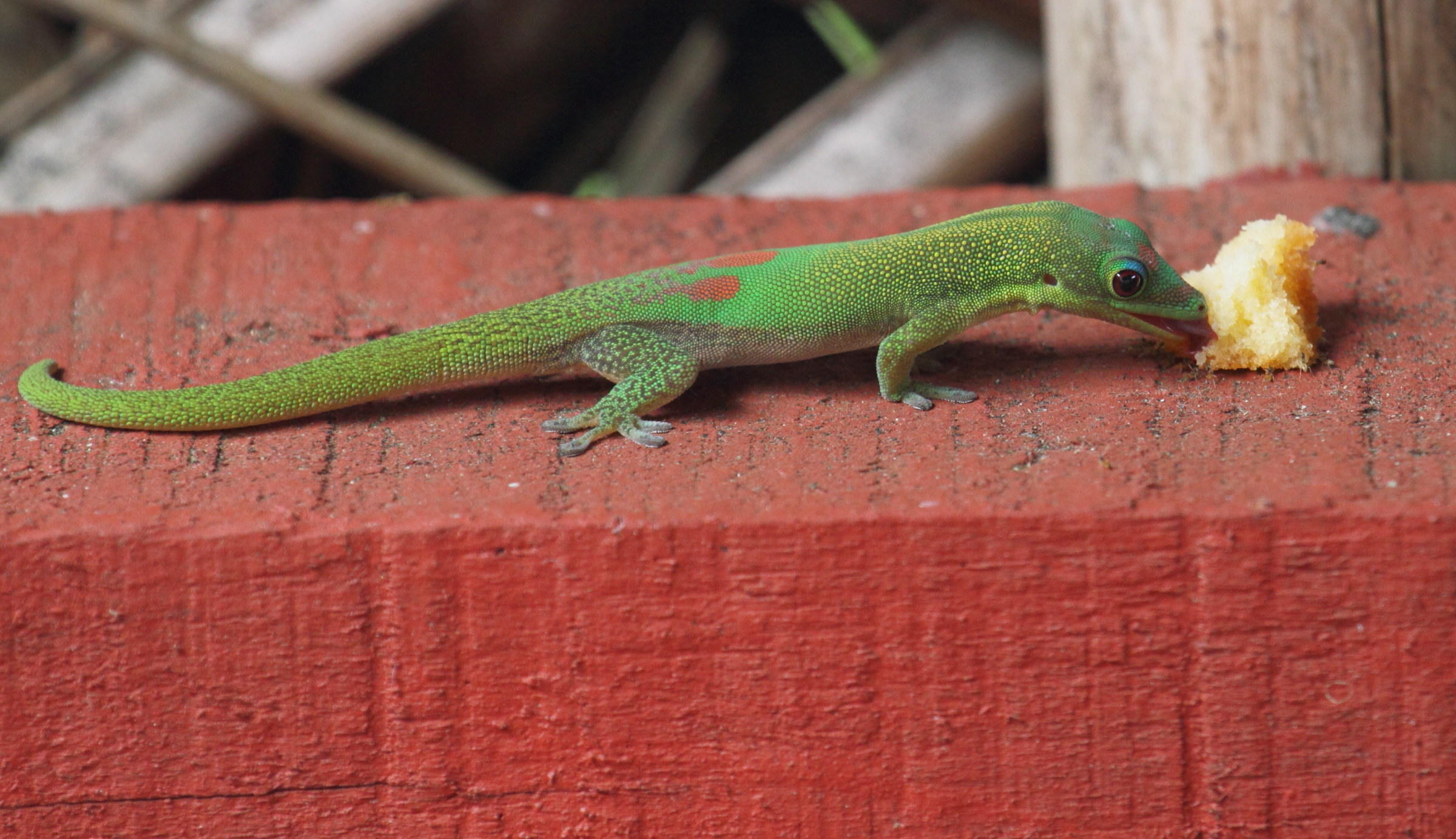 phelsuma_laticauda4bd
