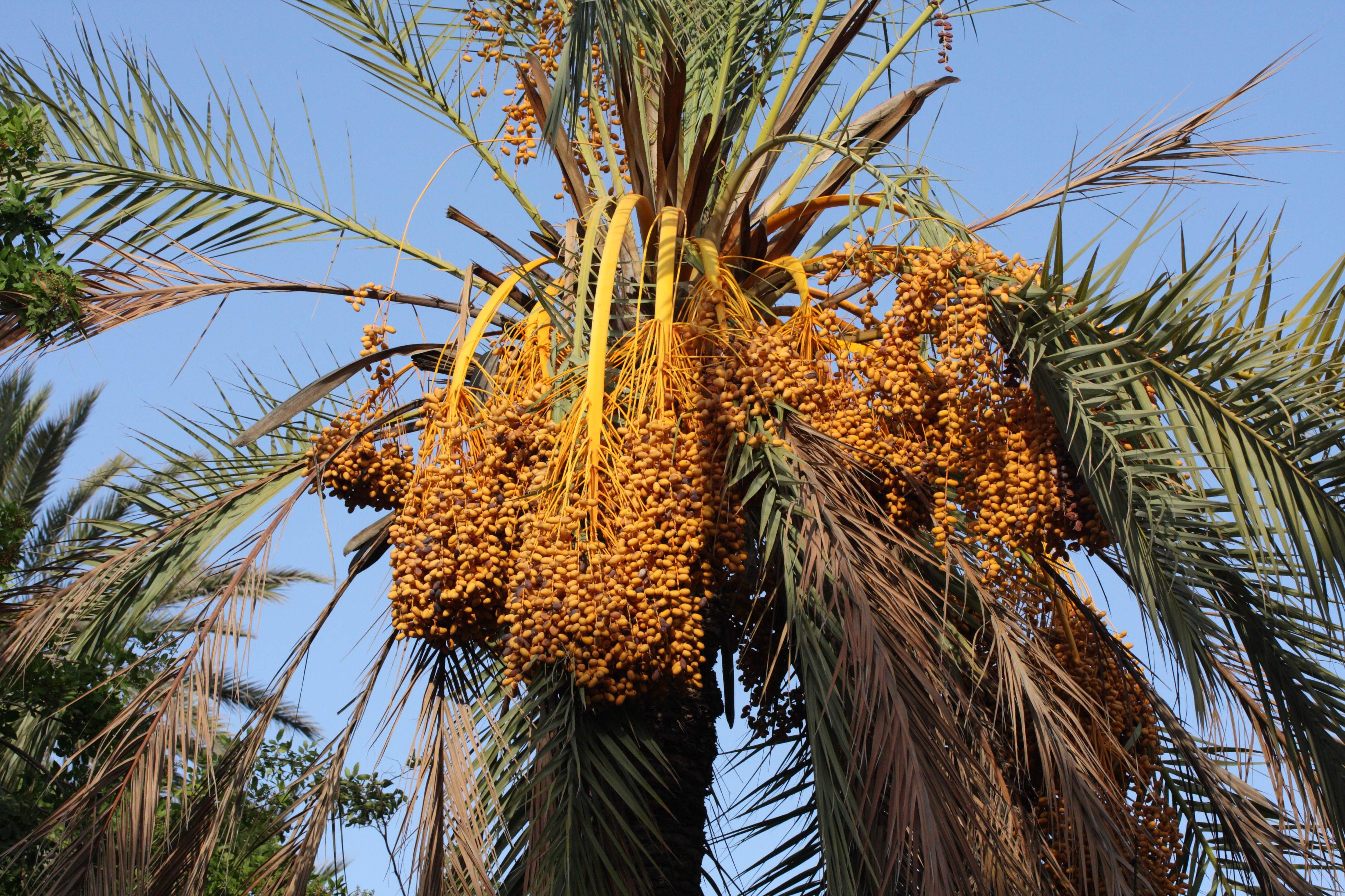 phoenix_dactylifera3md