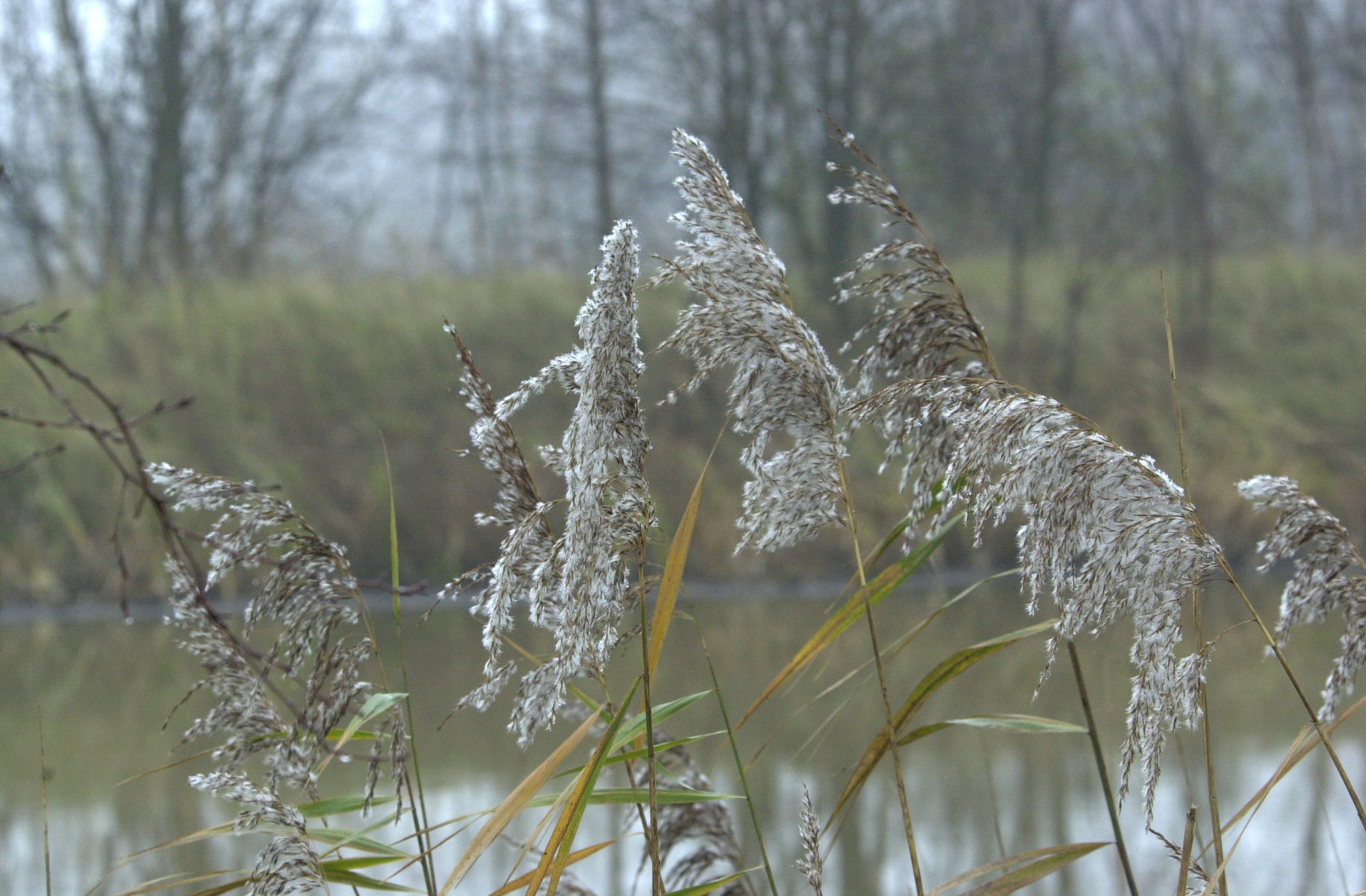 phragmites_australis6md
