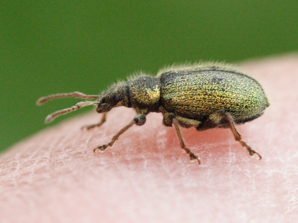 phyllobius_betulinus1md