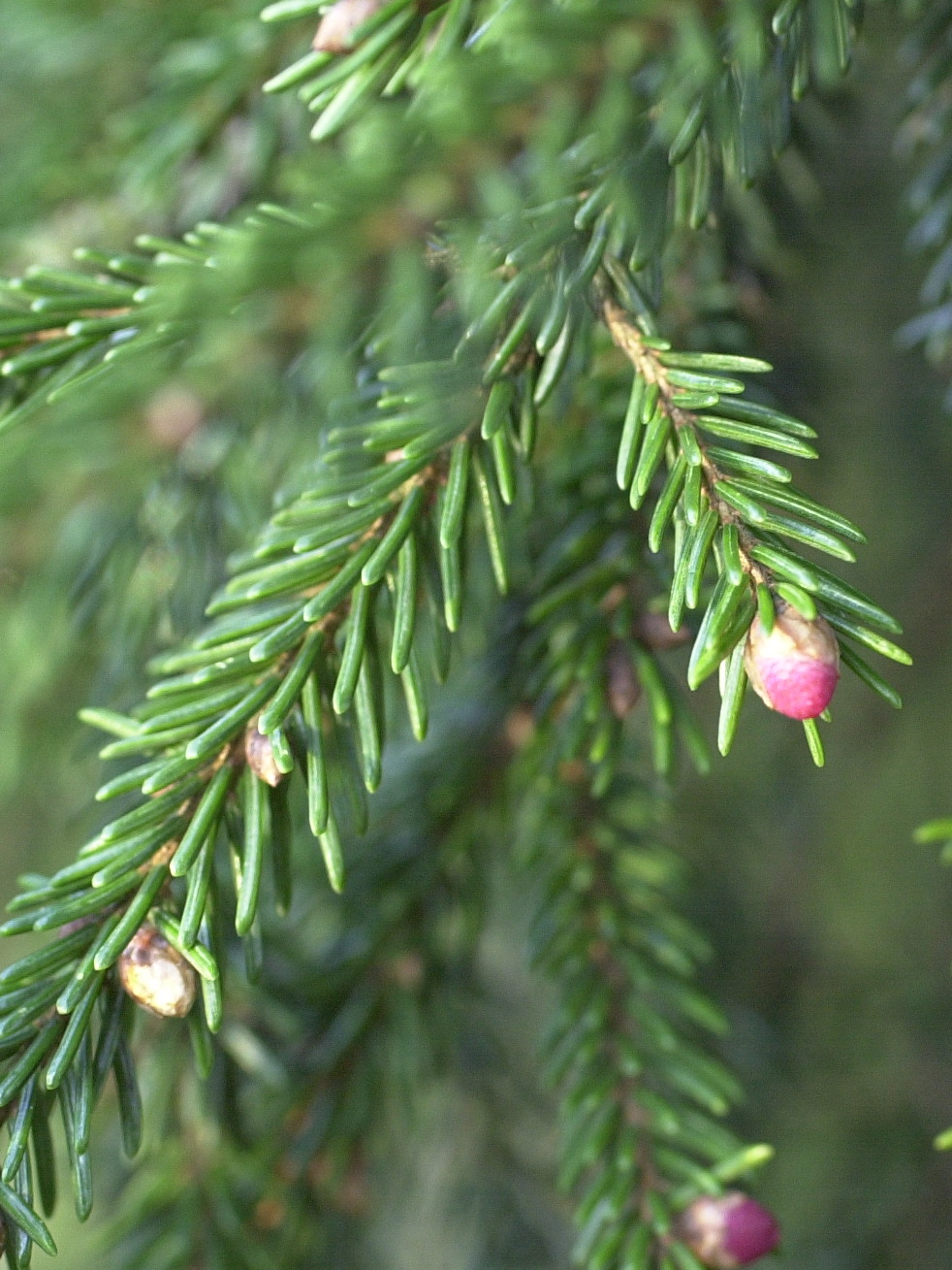 picea_orientalis2md