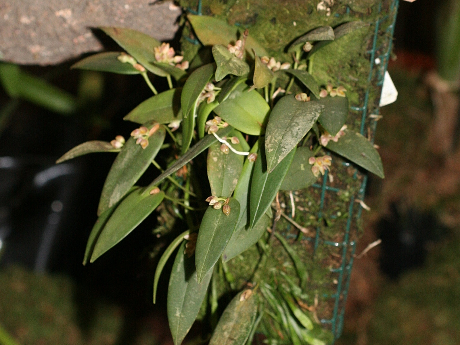 pleurothallis_ionantha2md