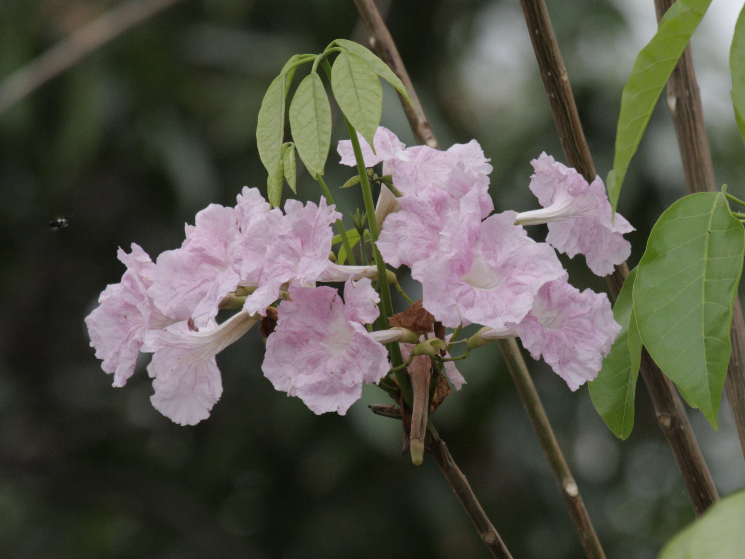 Podraena_ricasoliana