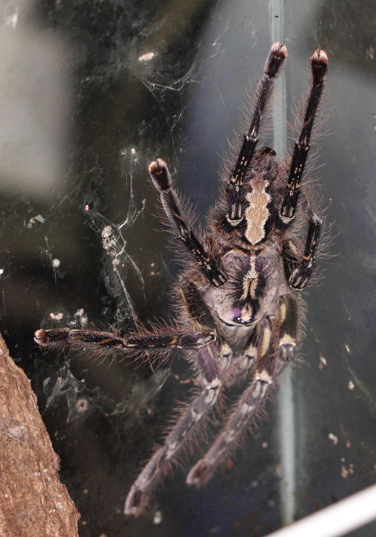 poecilotheria_ornata1md
