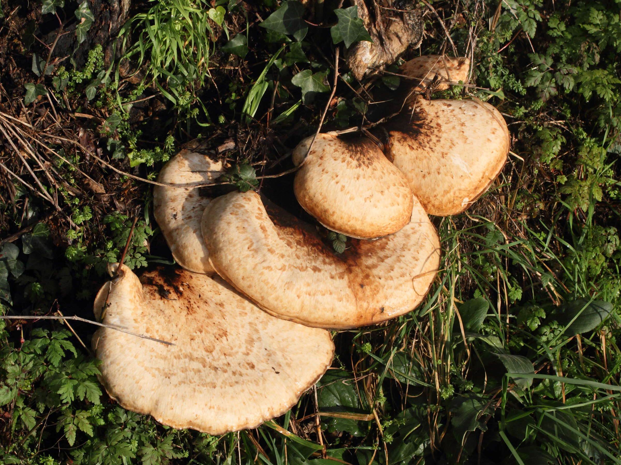 polyporus_squamosus4md