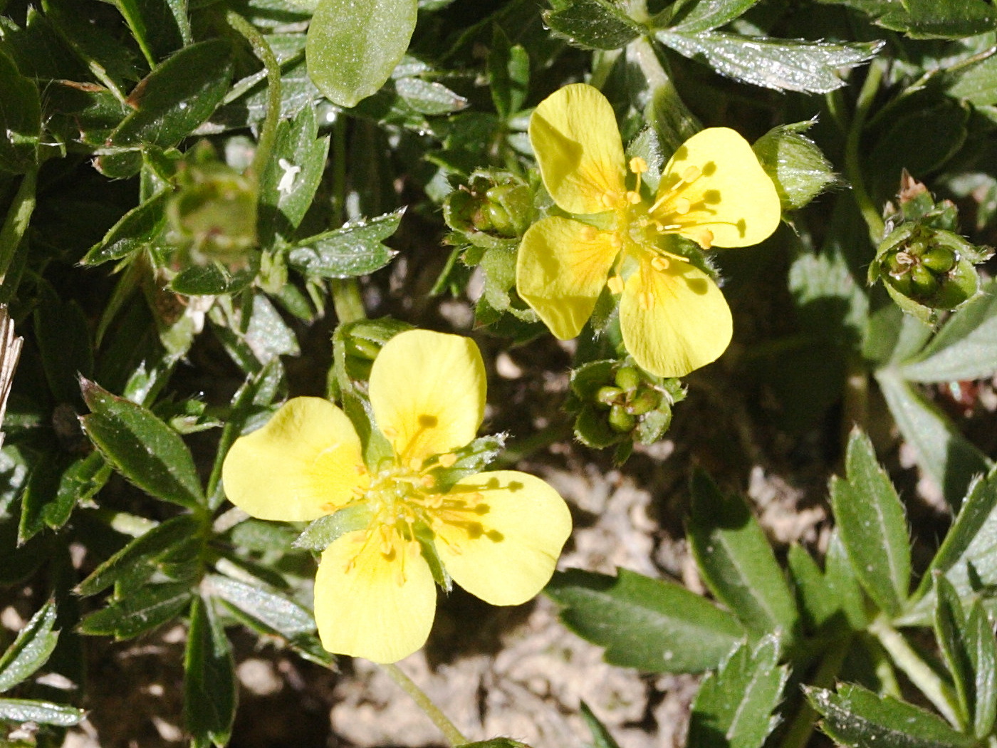 potentilla_erecta_herminii2md
