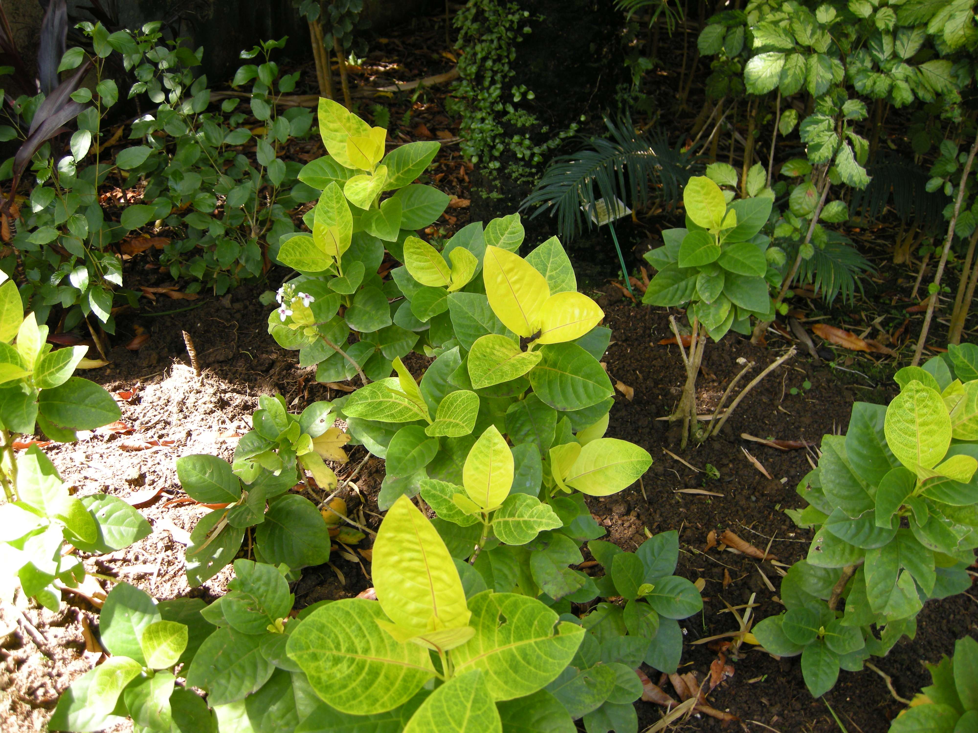 pseuderanthemum_reticulatum1md