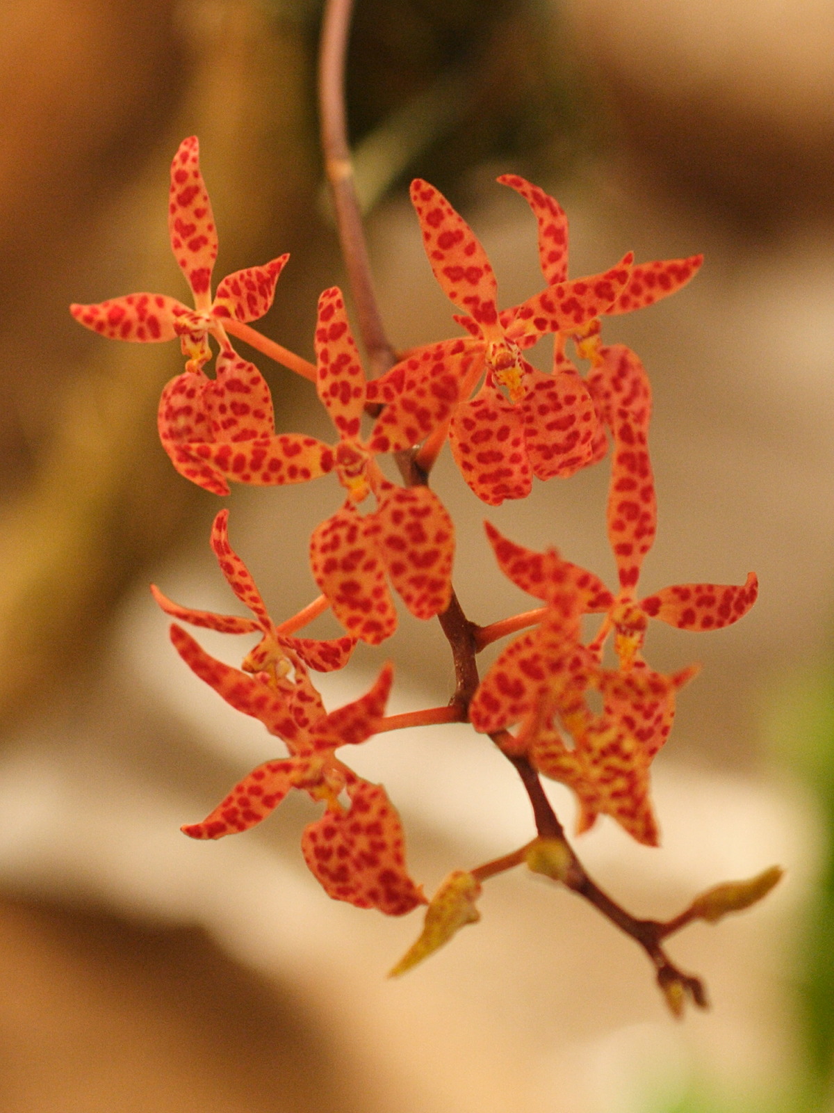 renanthera_monachica2md