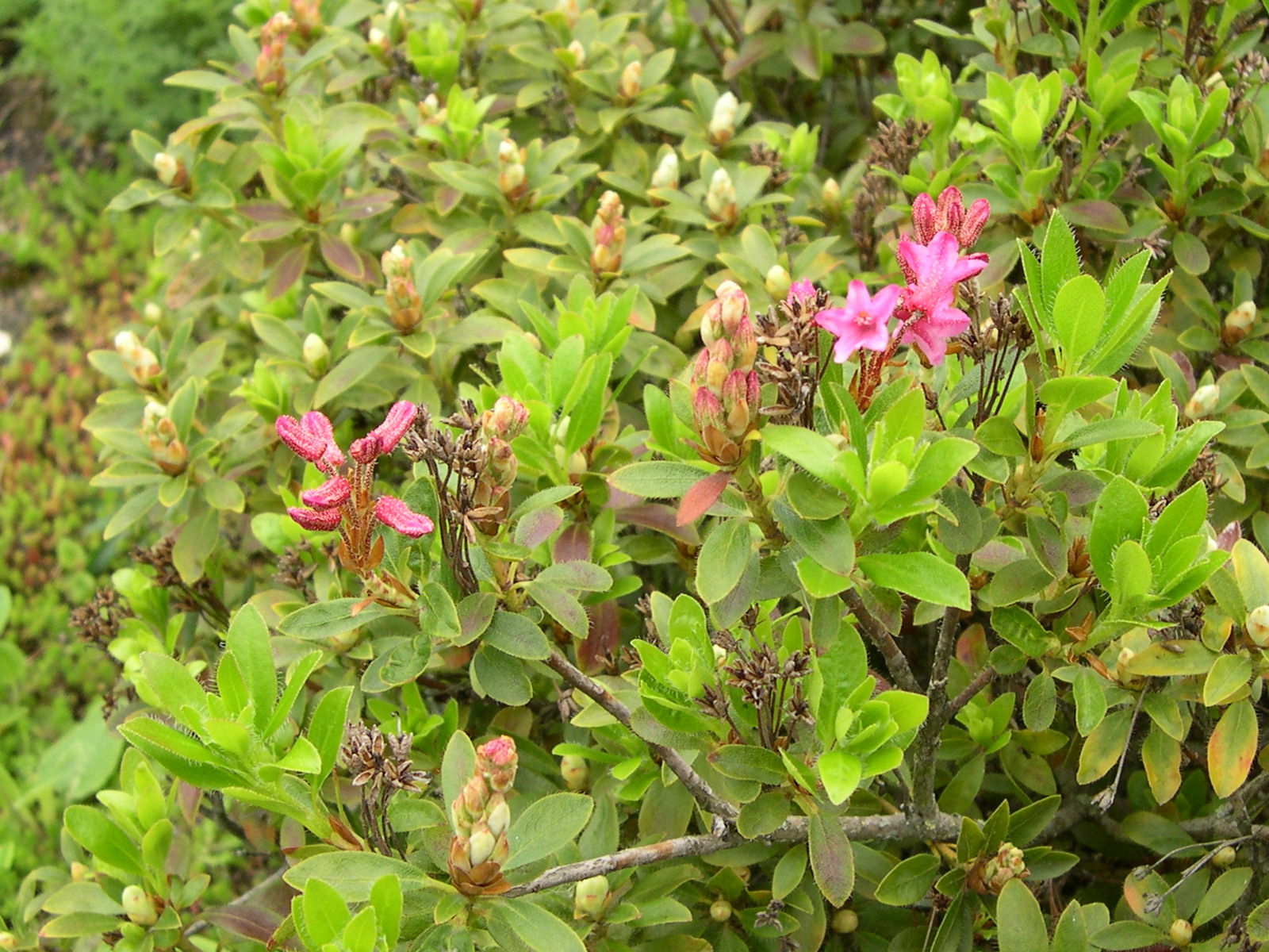 Afficher le média rhododendron_hirsutum2md rhododendron_hirsutum2md