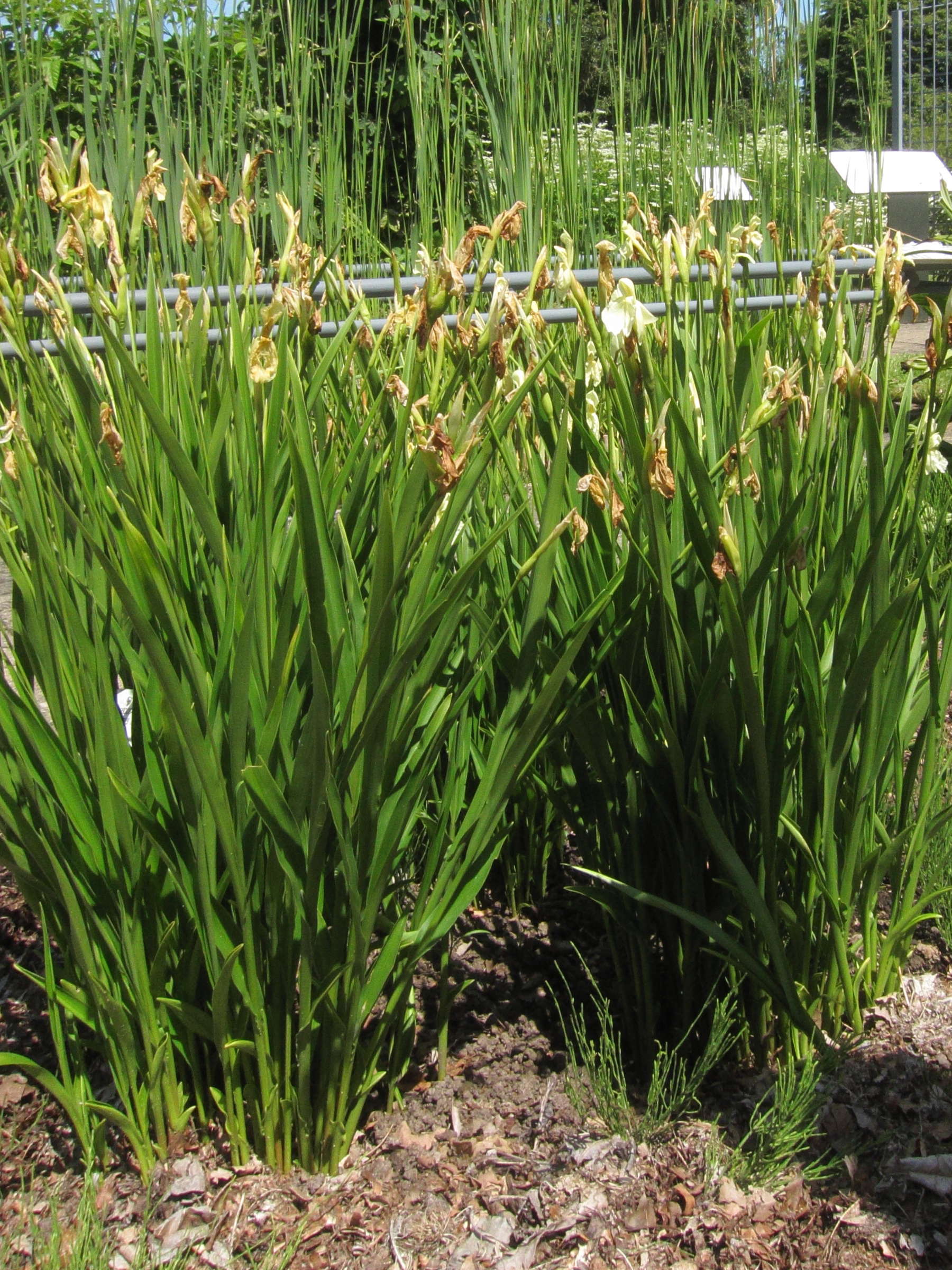 roscoea_cautleoides2bd