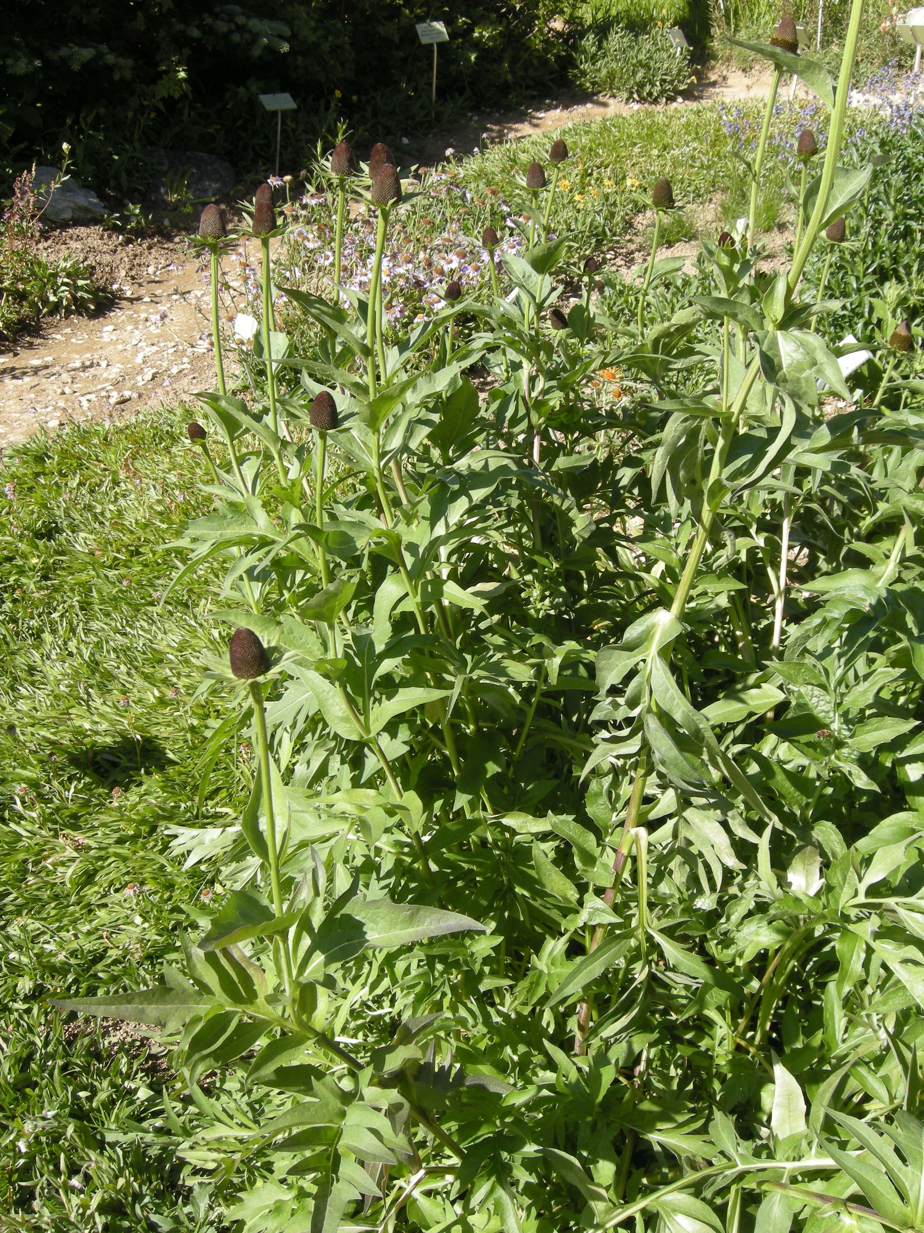 Afficher le média rudbeckia_occidentalis_montana1md rudbeckia_occidentalis_montana1md