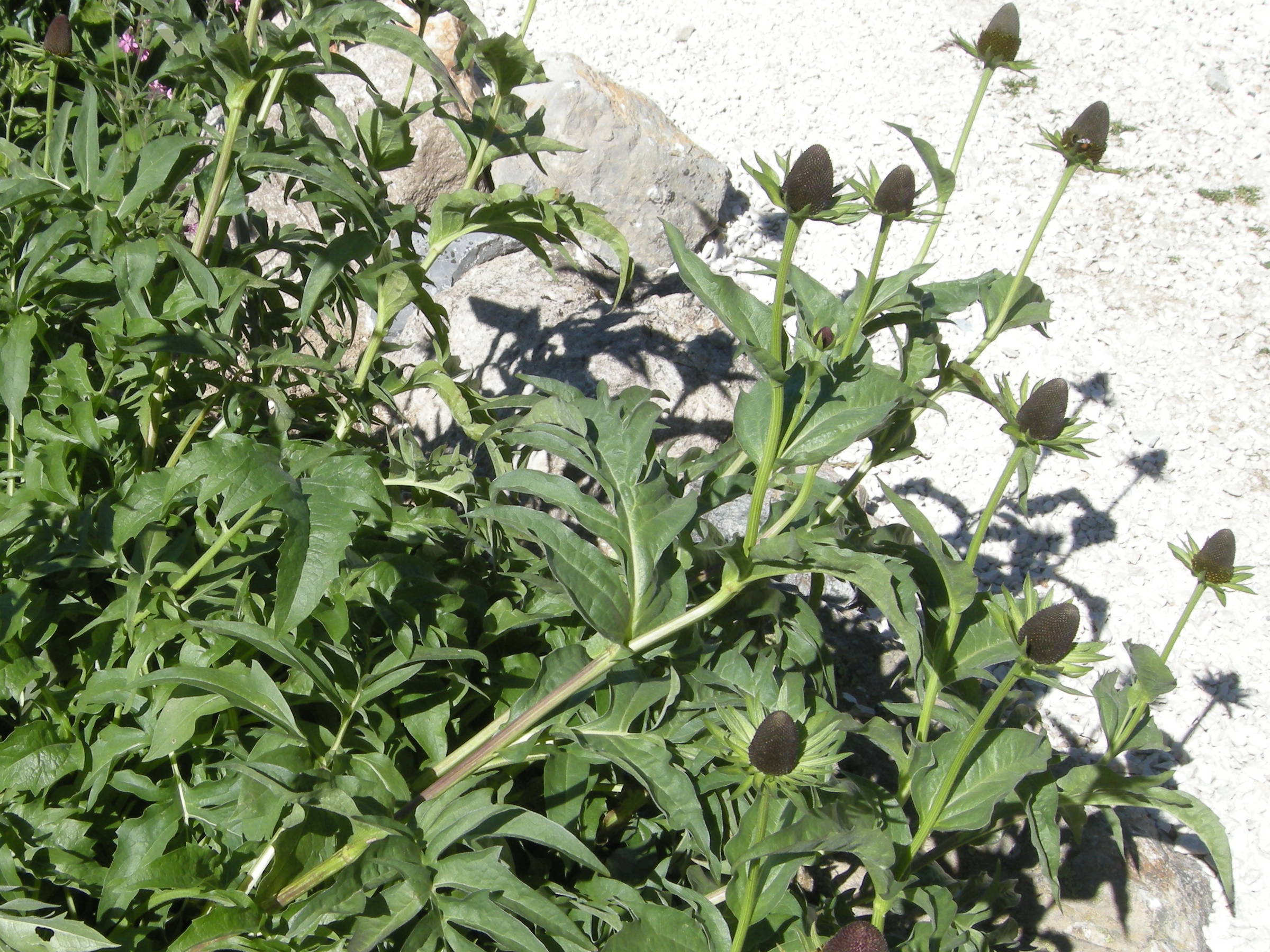 Afficher le média rudbeckia_occidentalis_montana2md rudbeckia_occidentalis_montana2md