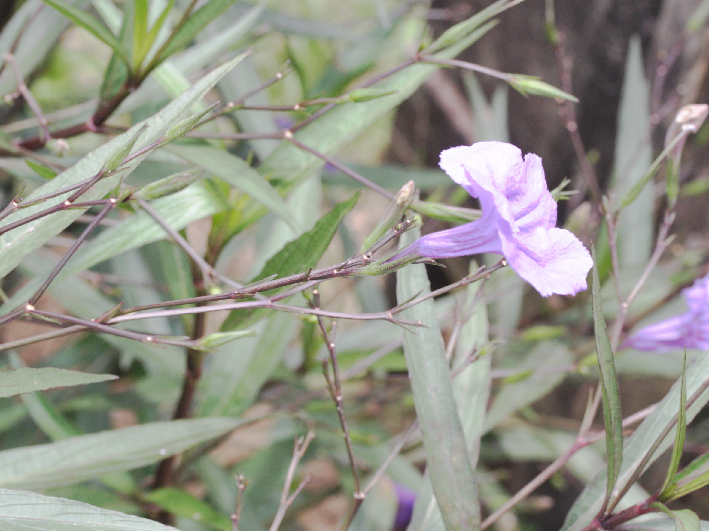 ruellia_tweediana3md