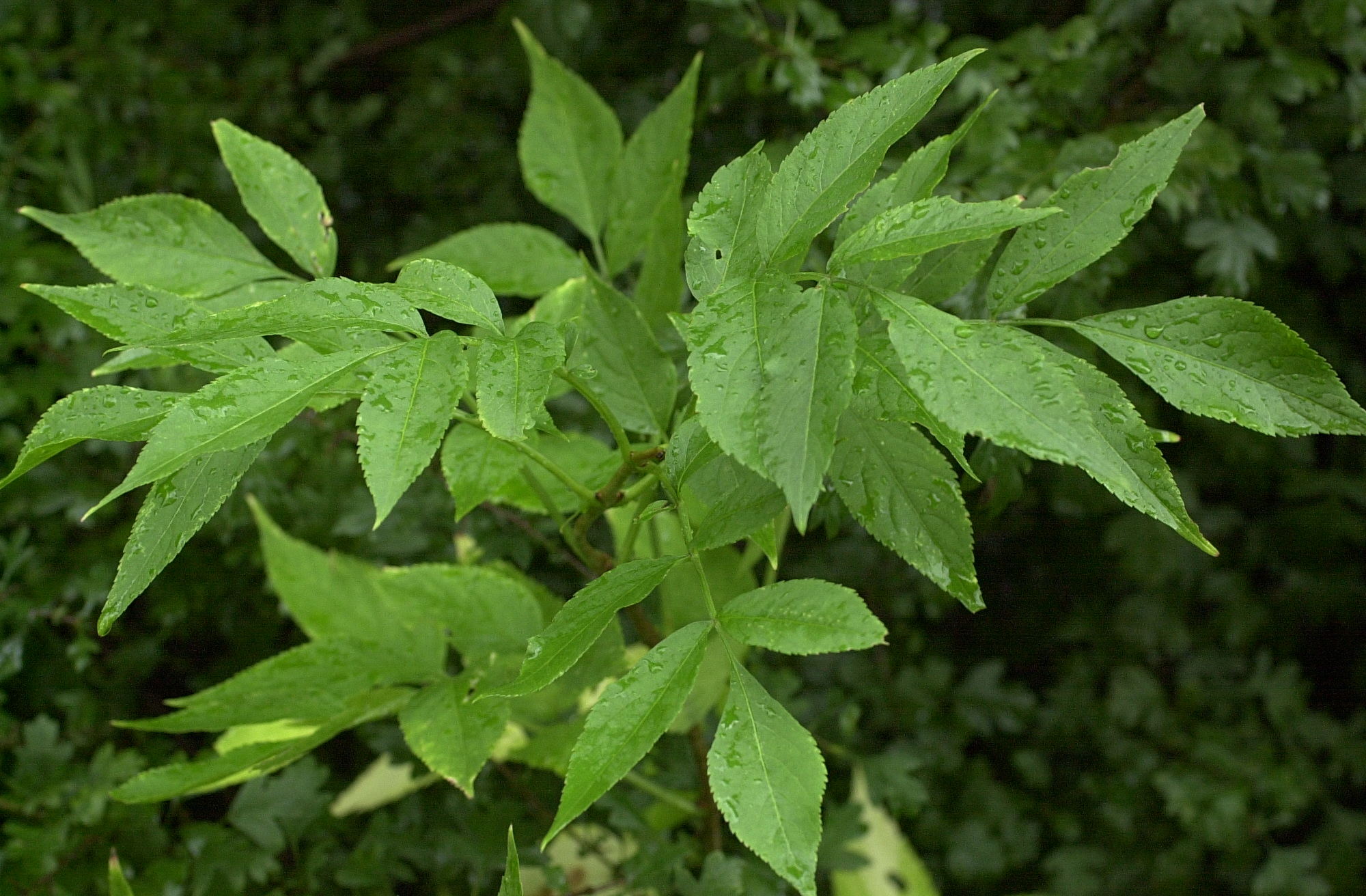 Sambucus_nigra