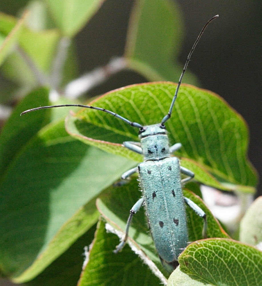 saperda_octopuncta1md