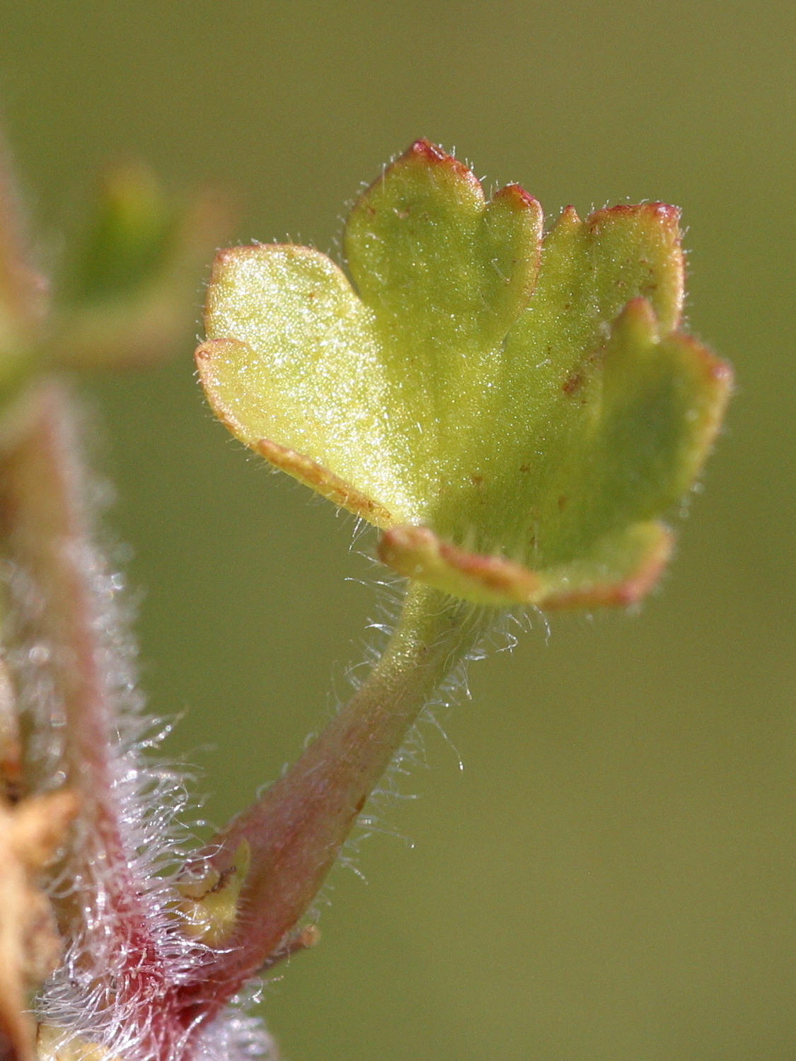 saxifraga_granulata4md