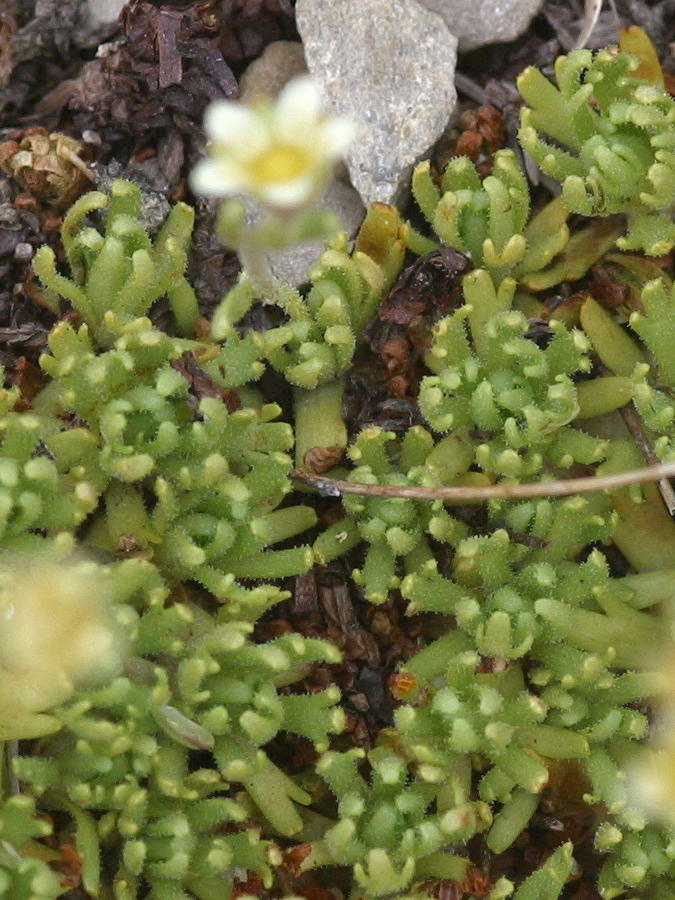 Afficher le média saxifraga_moschata2md saxifraga_moschata2md