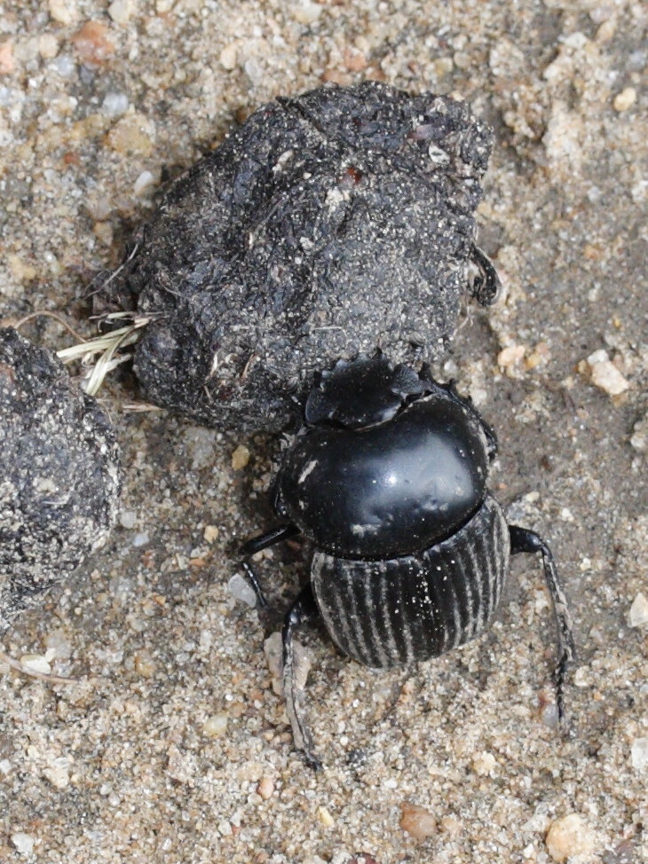 scarabaeus_laticollis4md