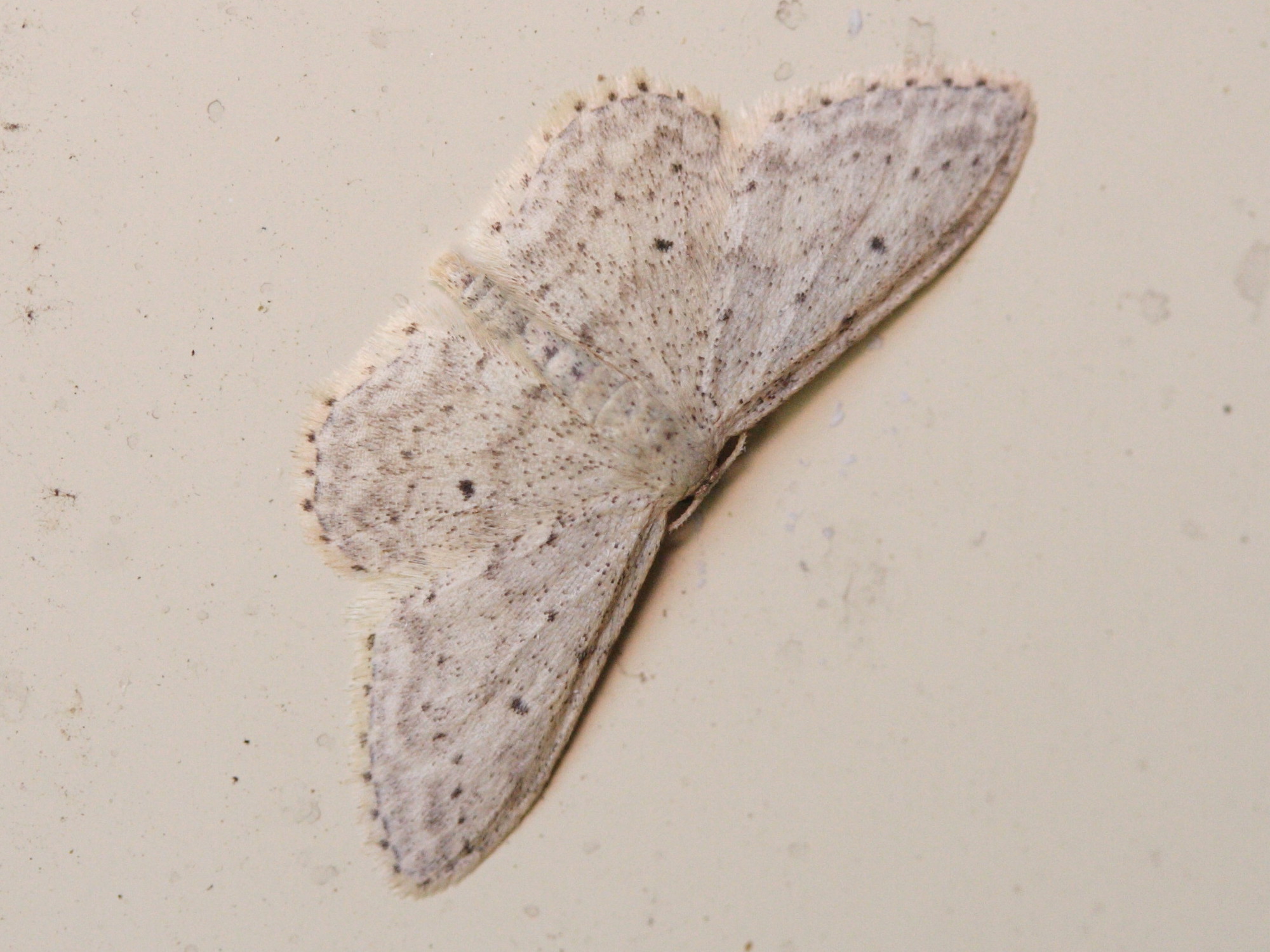 scopula_marginepunctata2md