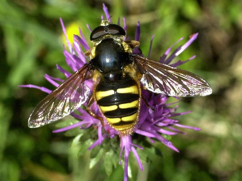 sericomyia_silentis1md