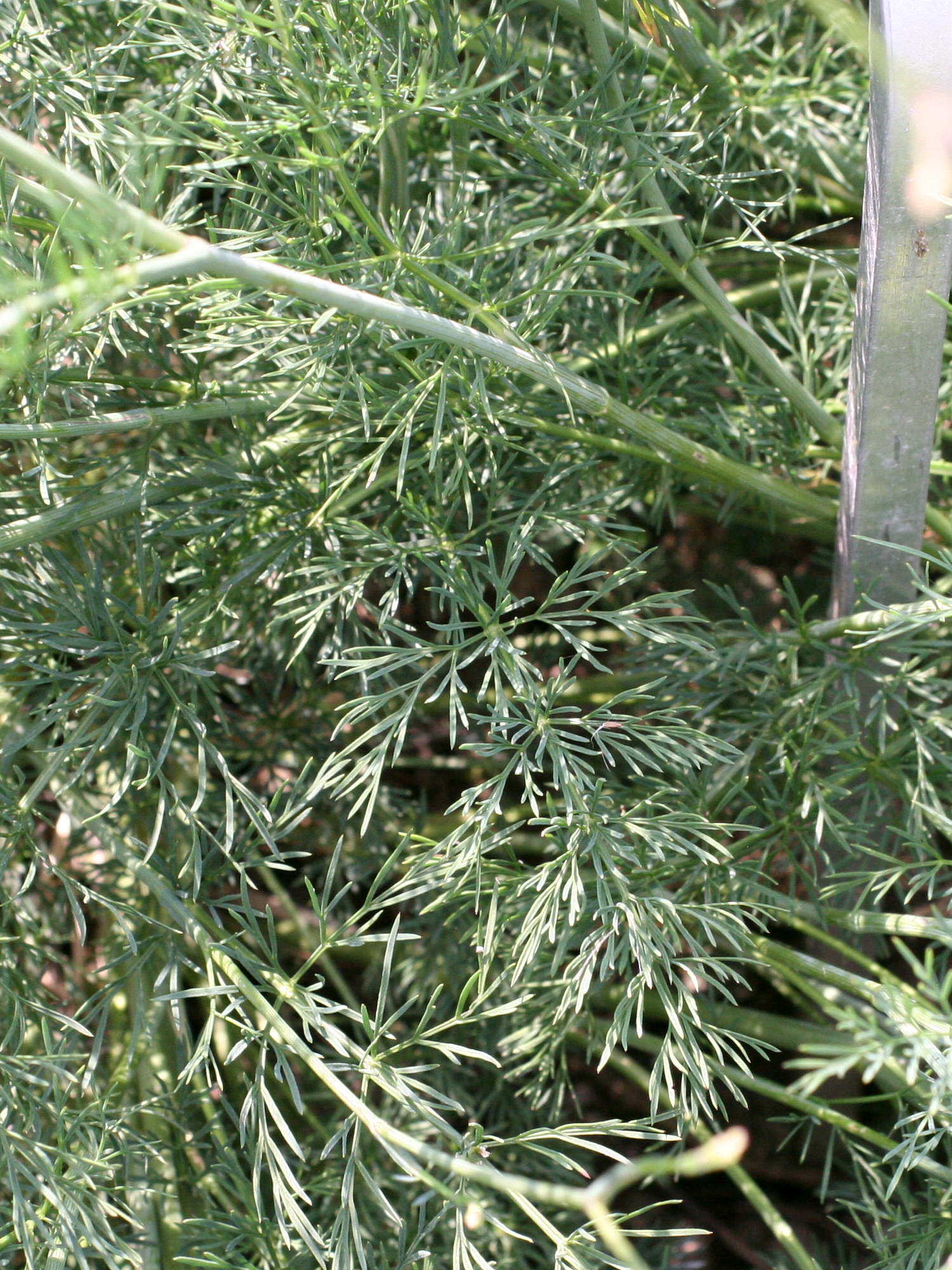 Afficher le média seseli_montanum_montanum3md seseli_montanum_montanum3md