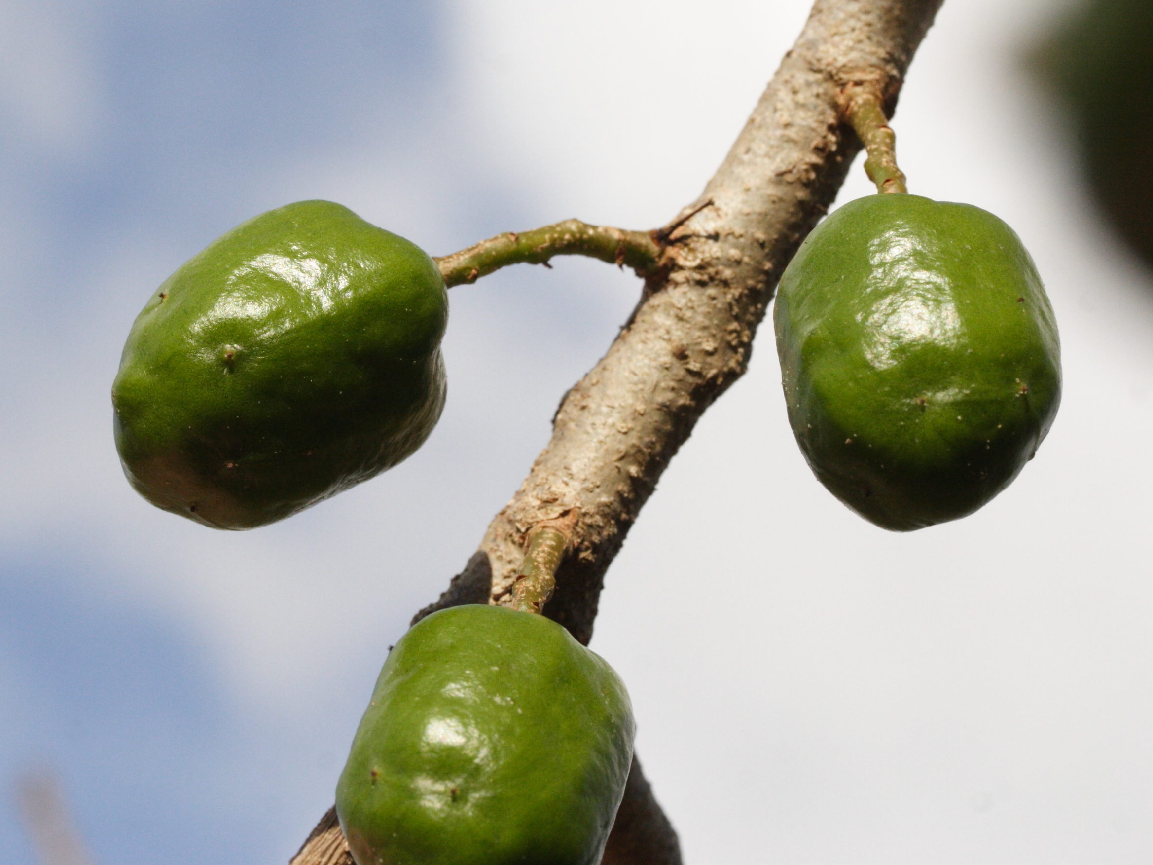 spondias_purpurea2md