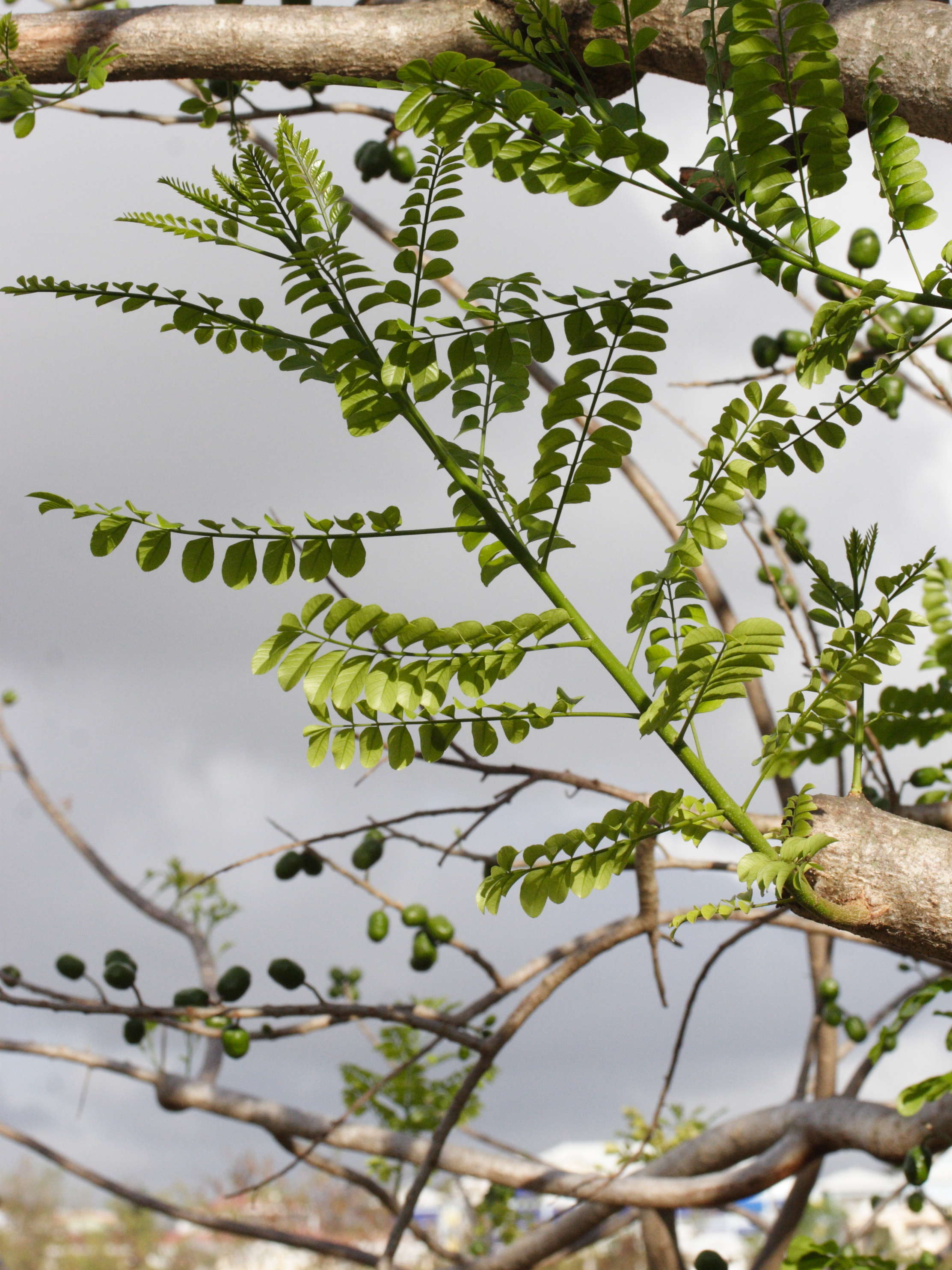 spondias_purpurea6md