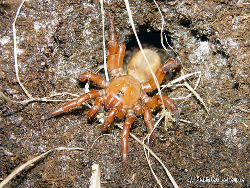 stasimopus_robertsi5ml