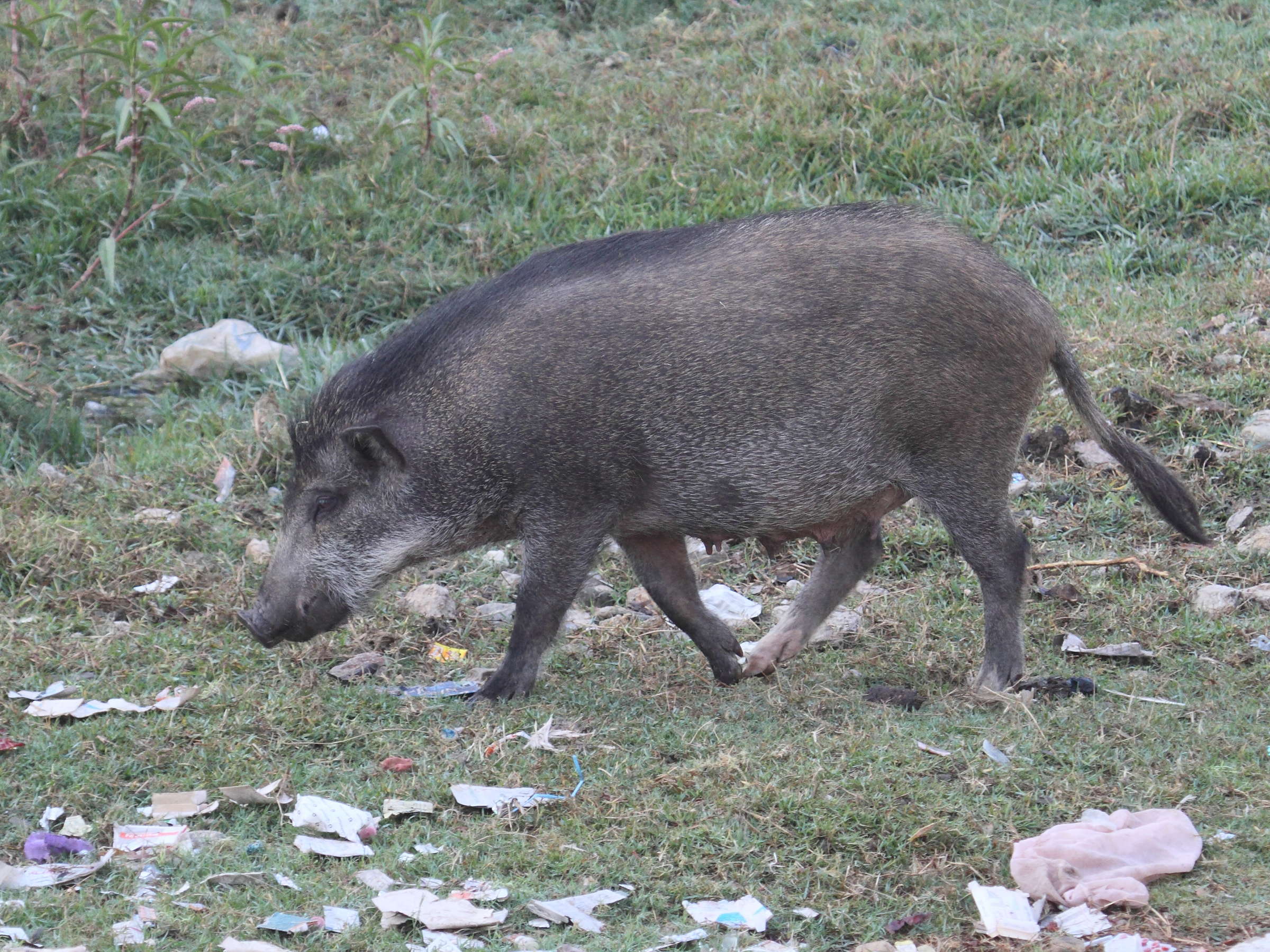 sus_scrofa_domesticus2bd