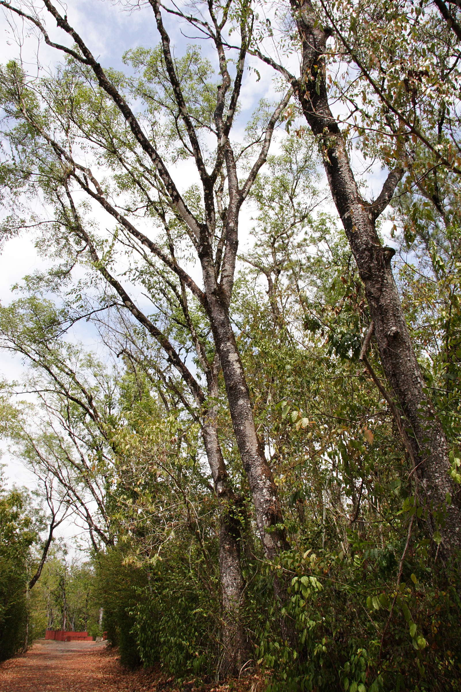 swietenia_mahagoni1md