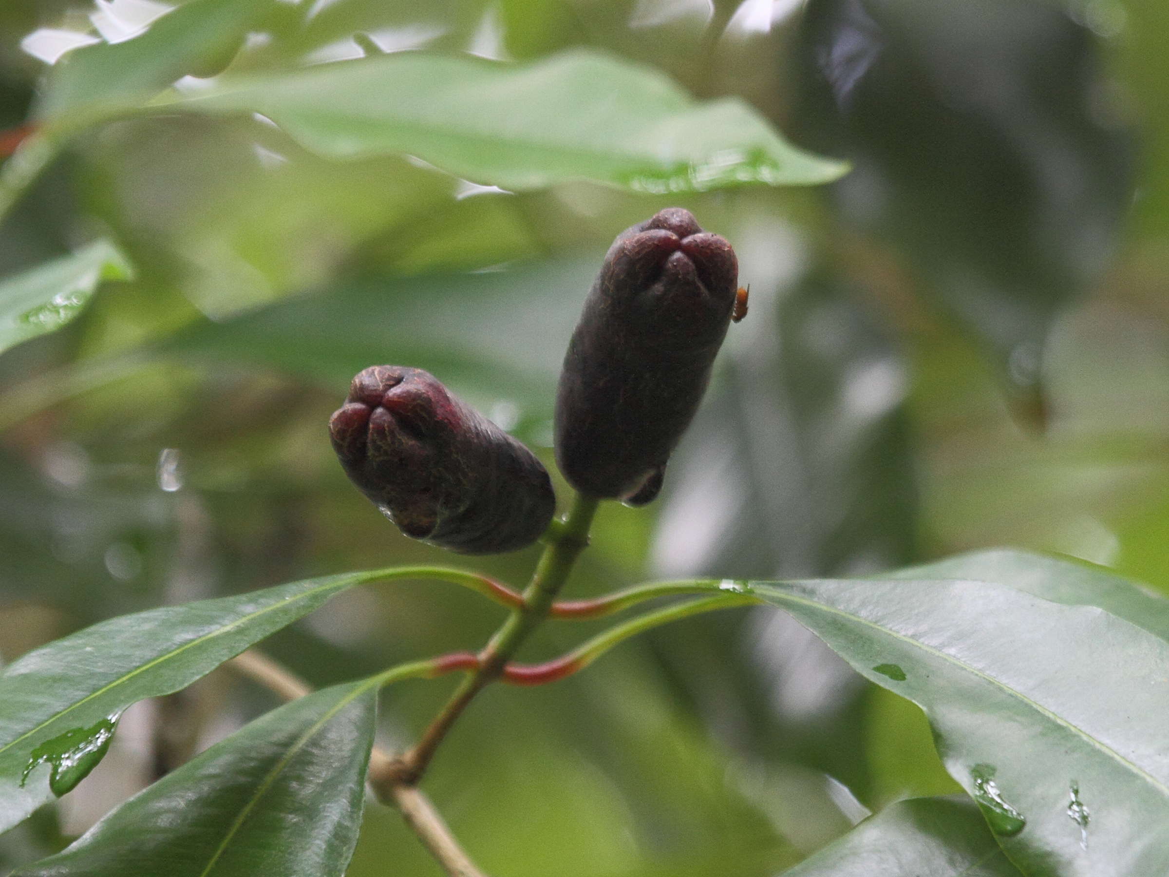 syzygium_aromaticum4bd