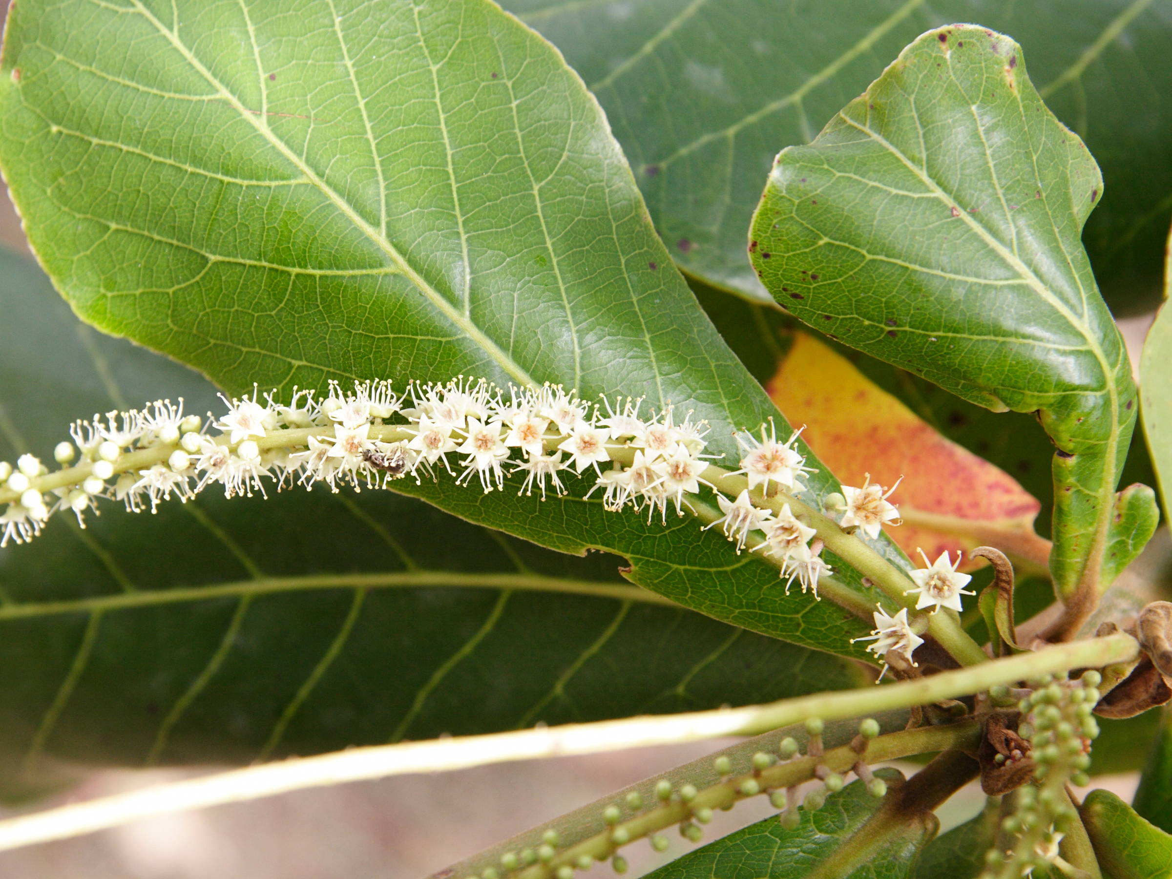 terminalia_catappa5md