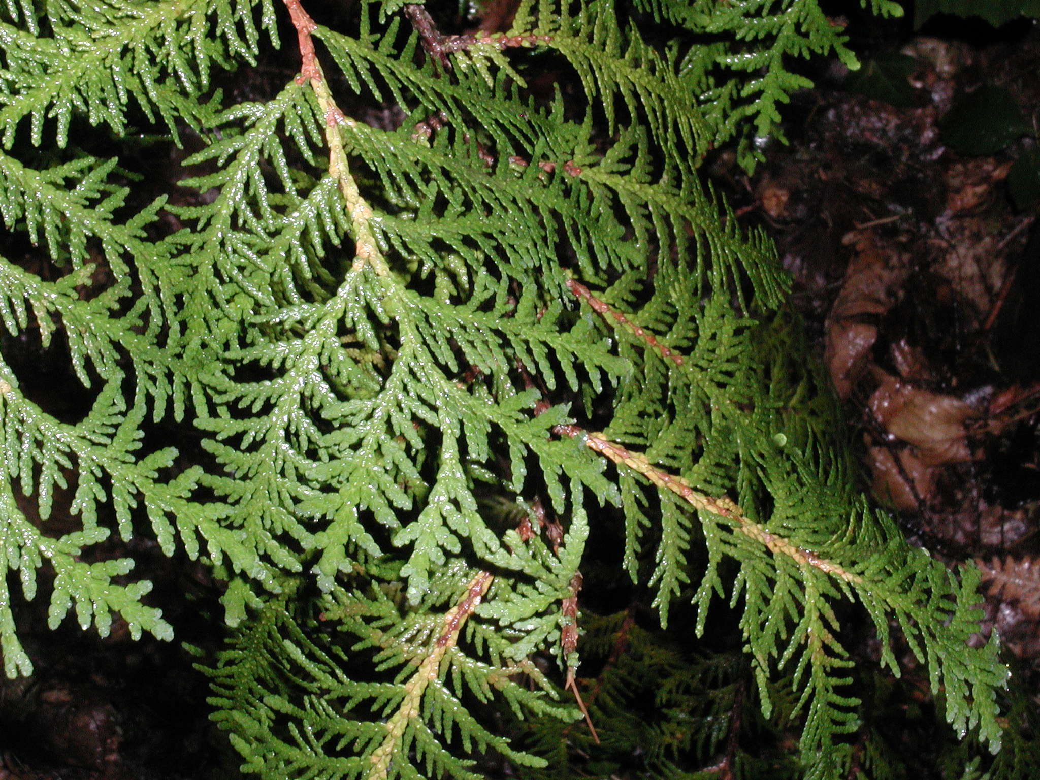 thuja_occidentalis1md