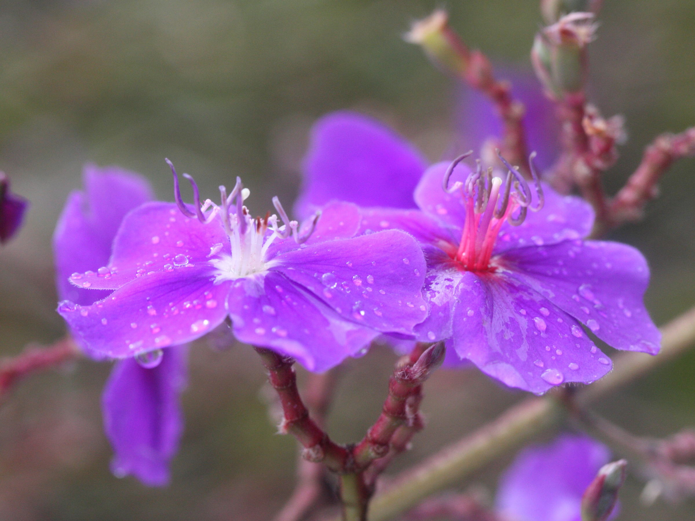 Afficher le média tibouchina_grandifolia4md tibouchina_grandifolia4md