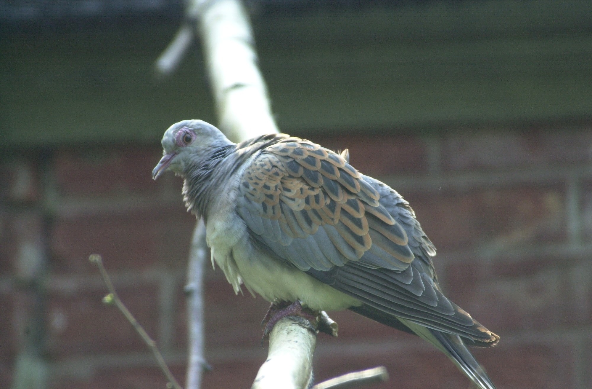 tourterelle_des_bois_-_streptopelia_turtur2bd