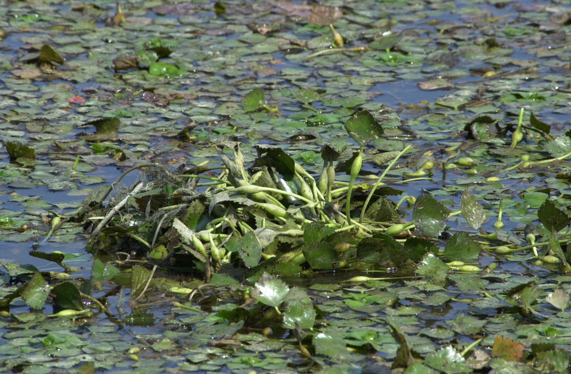 Afficher le média trapa_natans2md trapa_natans2md