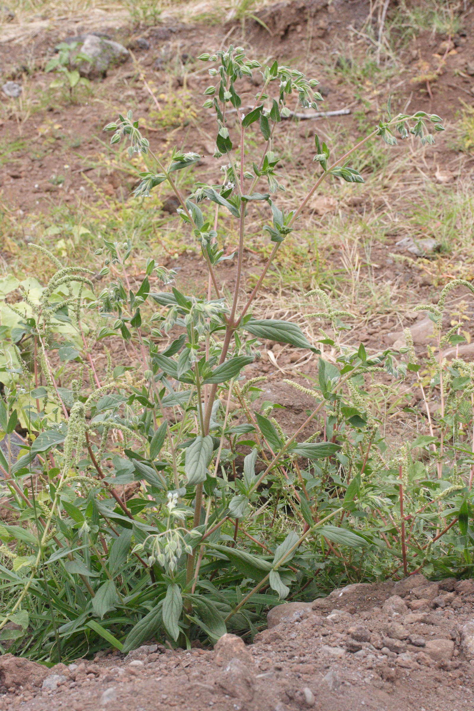 trichodesma_zeylanicum1md