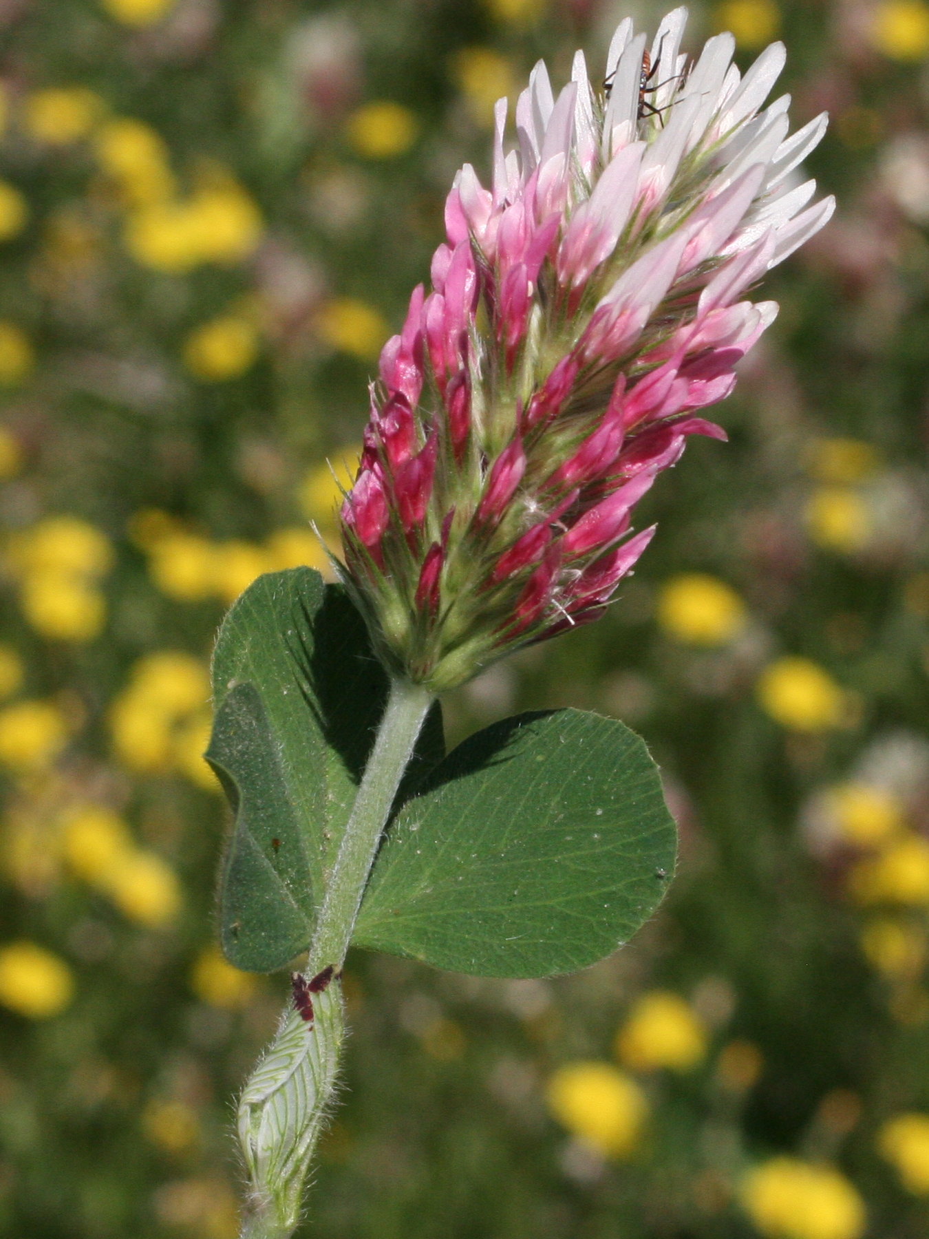 trifolium_incarnatum2md