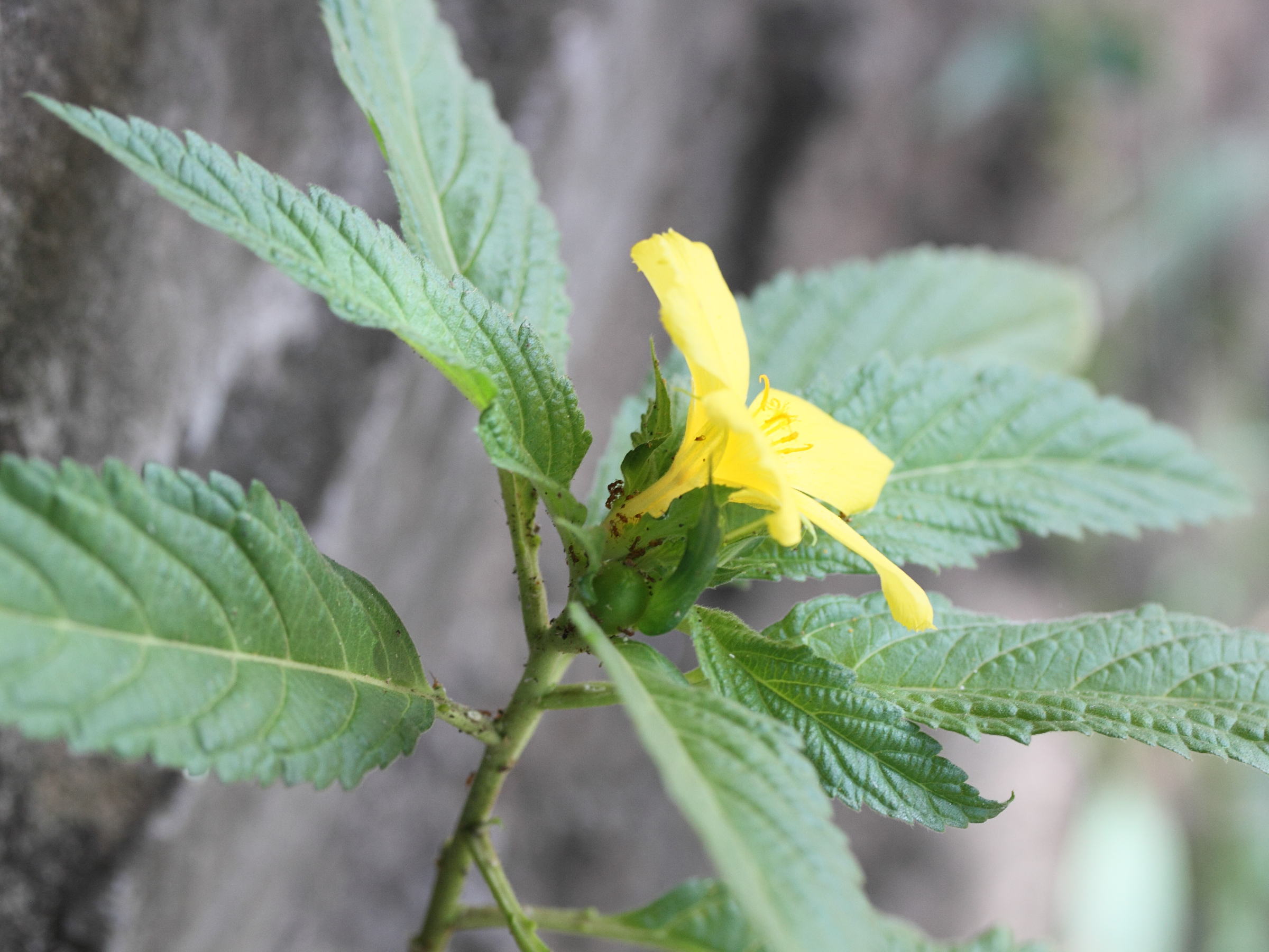 turnera_ulmifolia3md