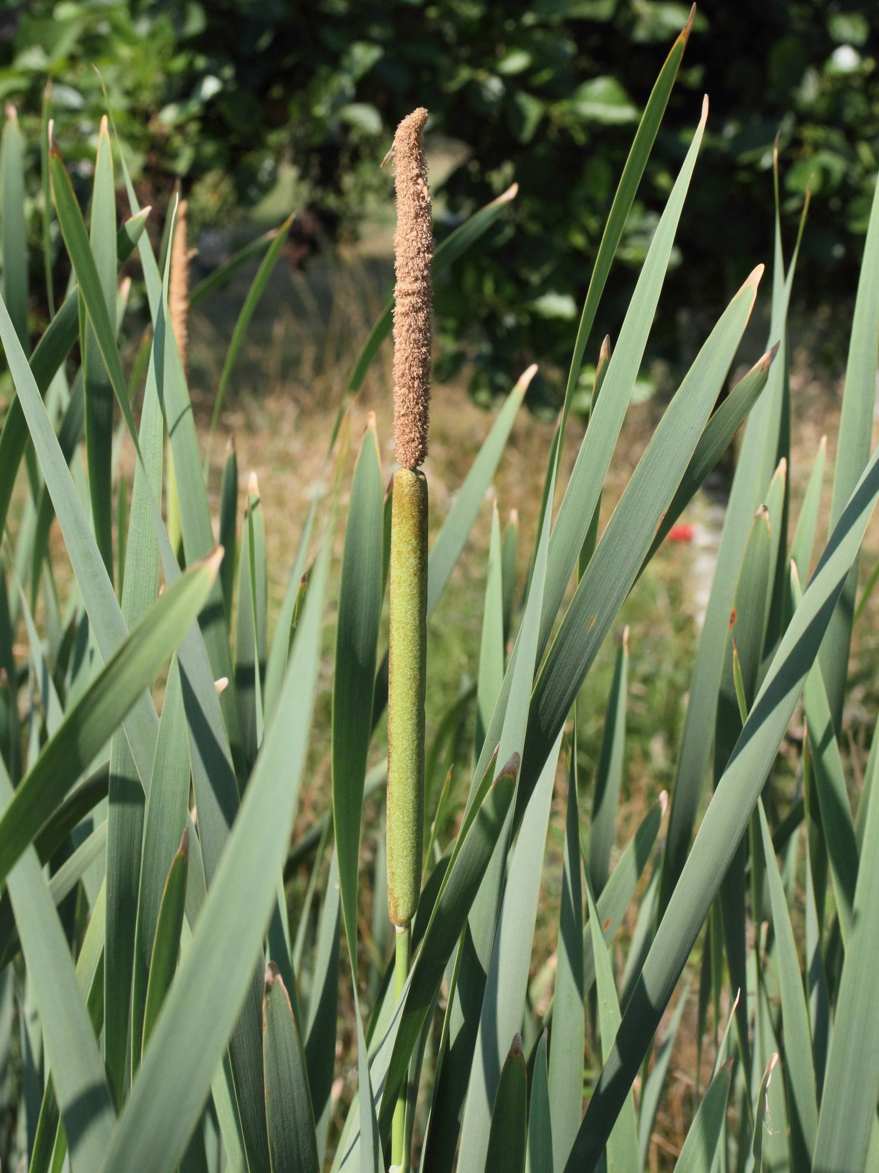 Afficher le média typha_latifolia4md typha_latifolia4md