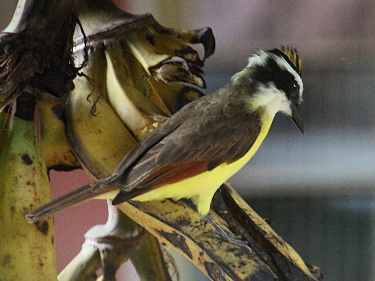 tyran_quiquivi_-_pitangus_sulphuratus1bd