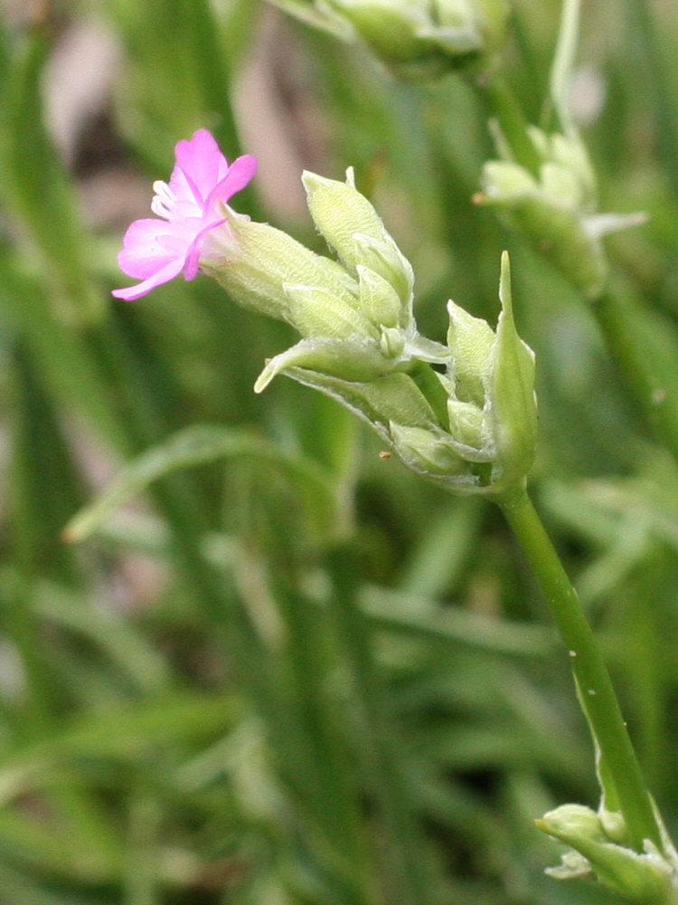 Afficher le média viscaria_vulgaris3md viscaria_vulgaris3md