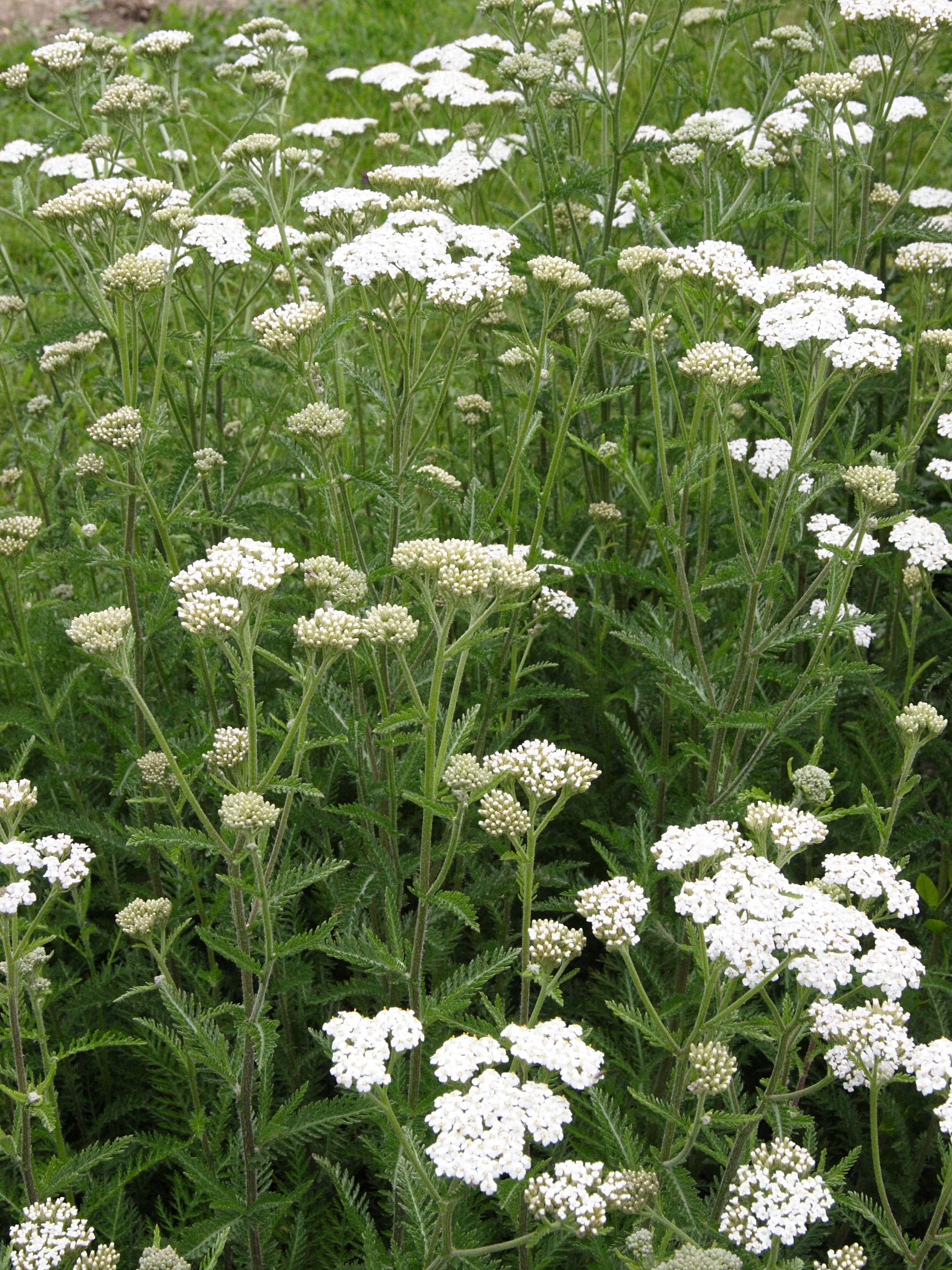 achillea_ligustica1md