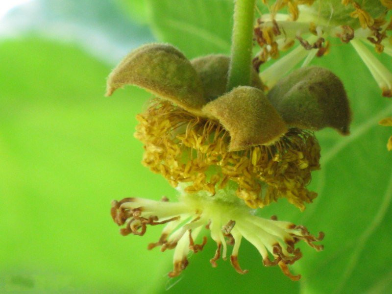 Afficher le média actinidia_deliciosa7mv actinidia_deliciosa7mv