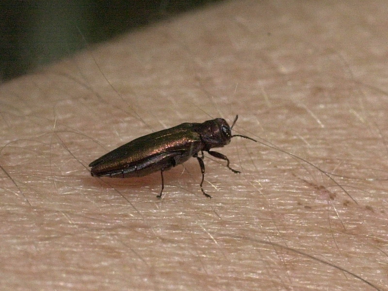 Afficher le média agrilus_sinuatus1md agrilus_sinuatus1md