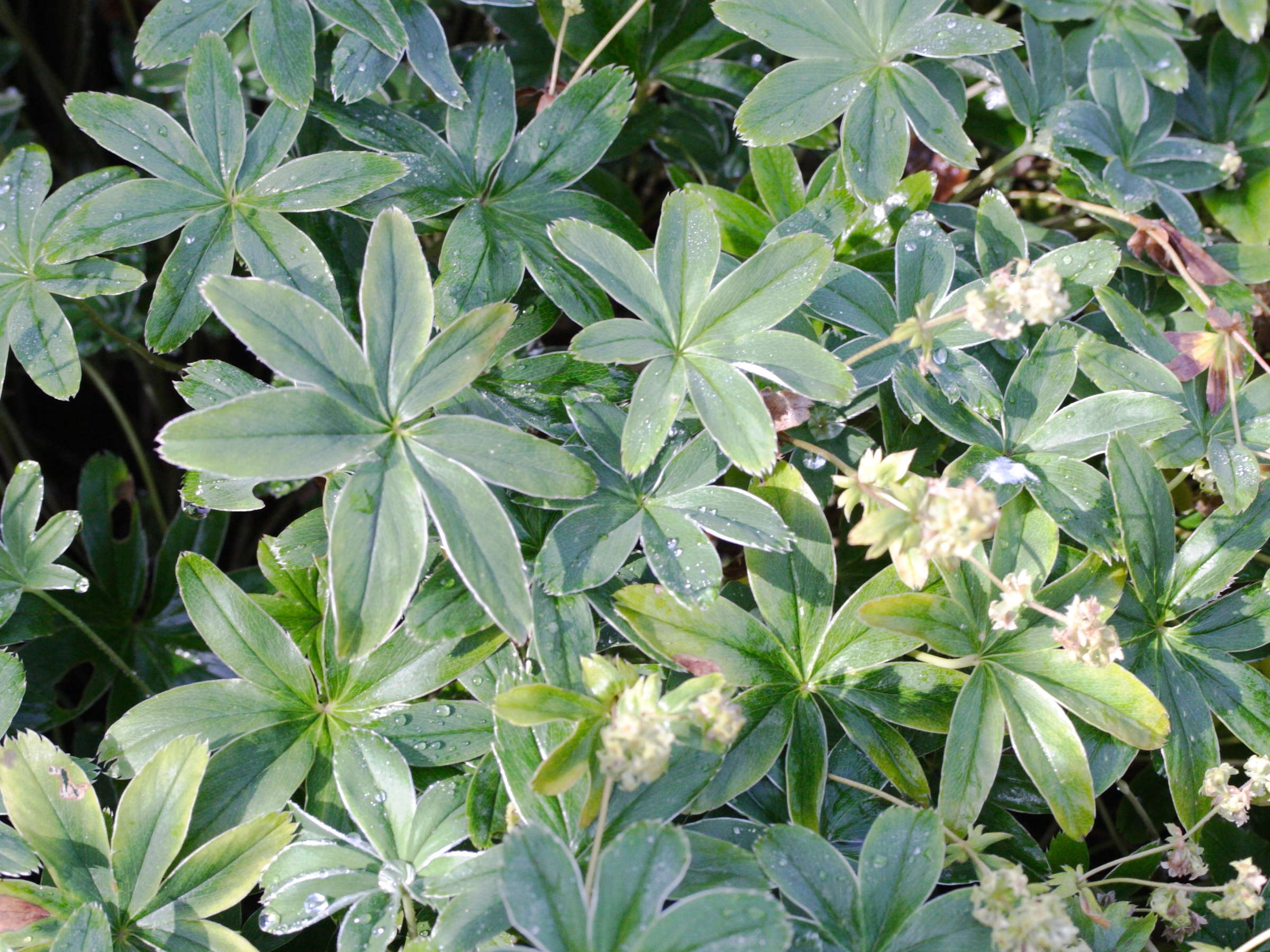 alchemilla_conjuncta1md