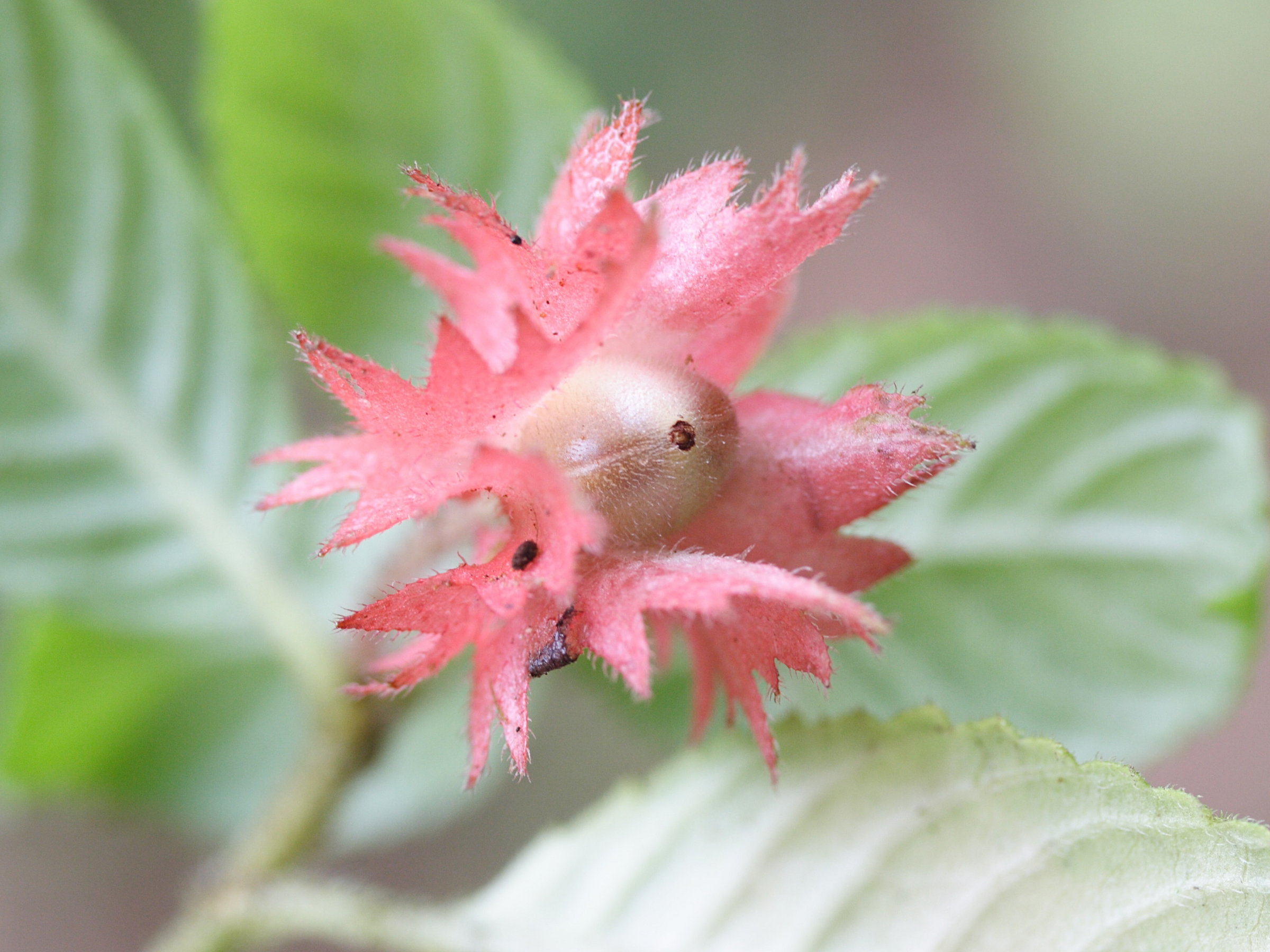 alloplectus_cristatus4md